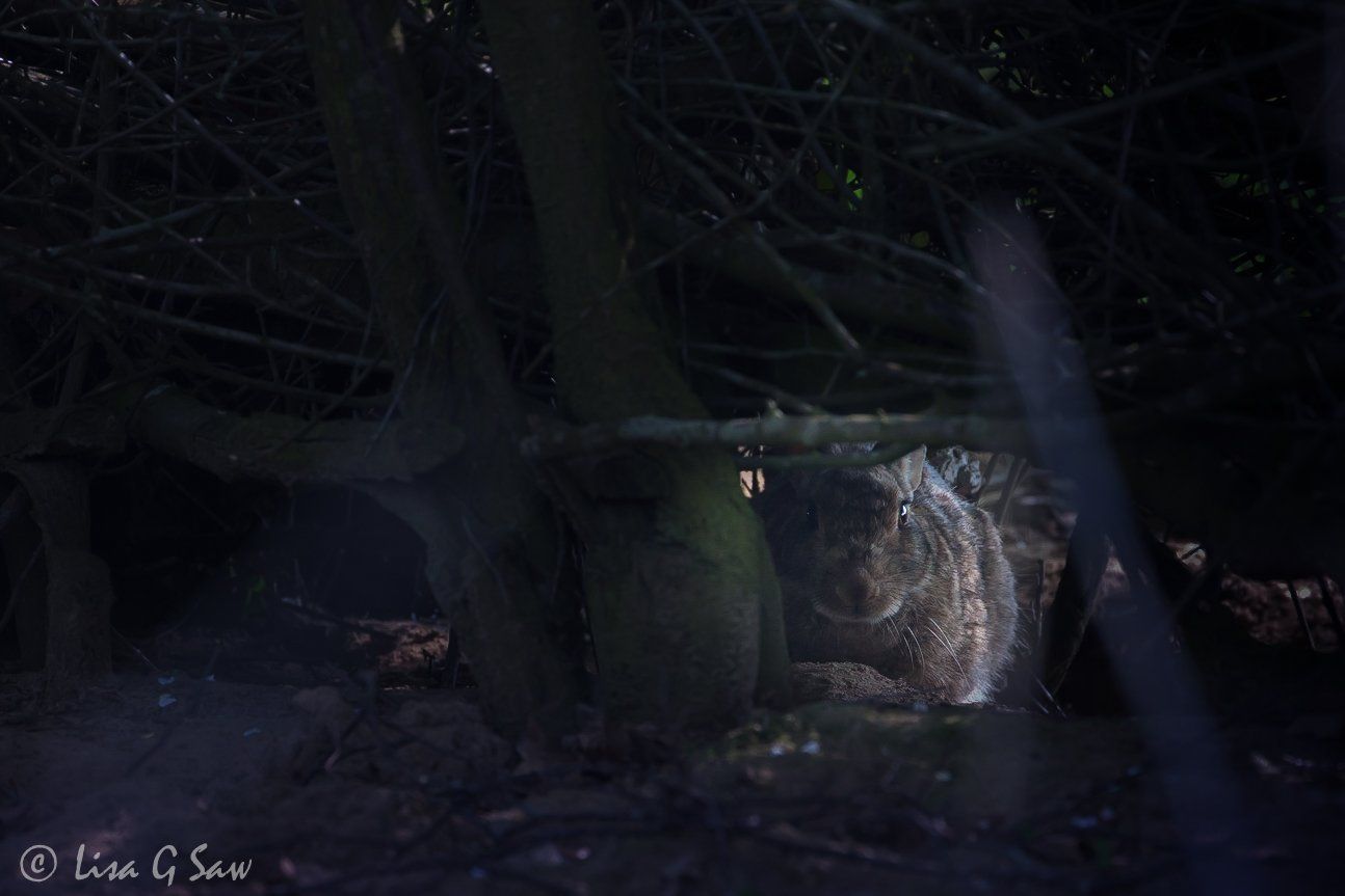Rabbit hiding beneath a dark hedge