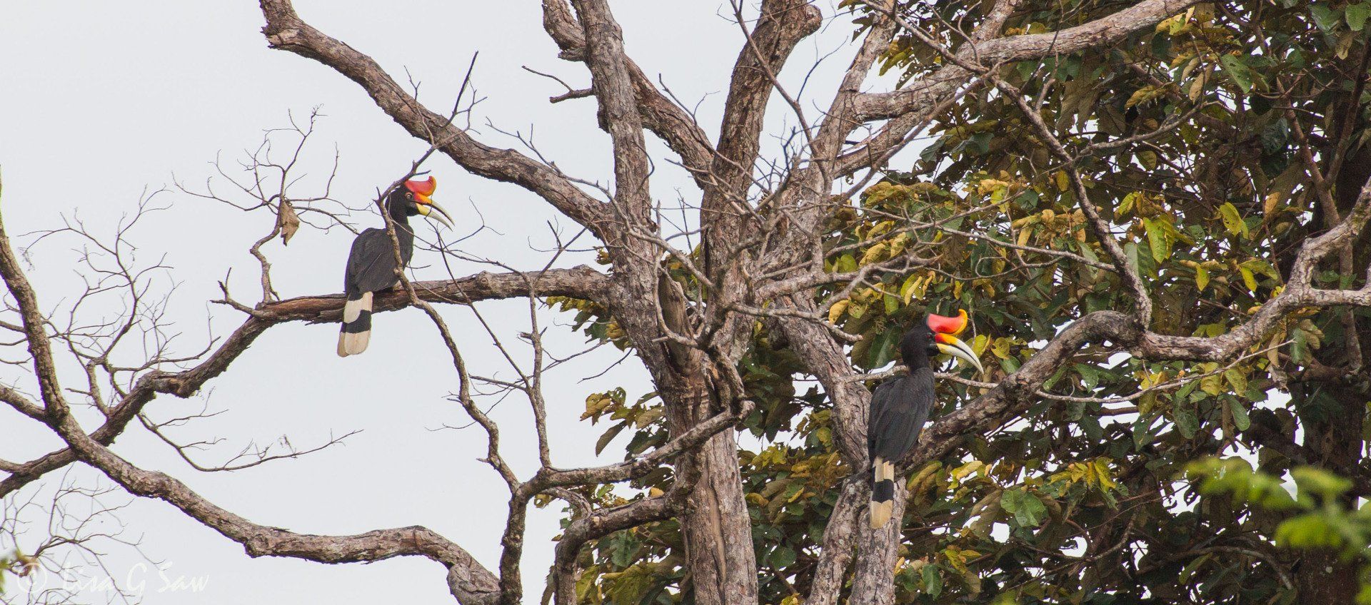 Two Rhinoceros Hornbills in tree