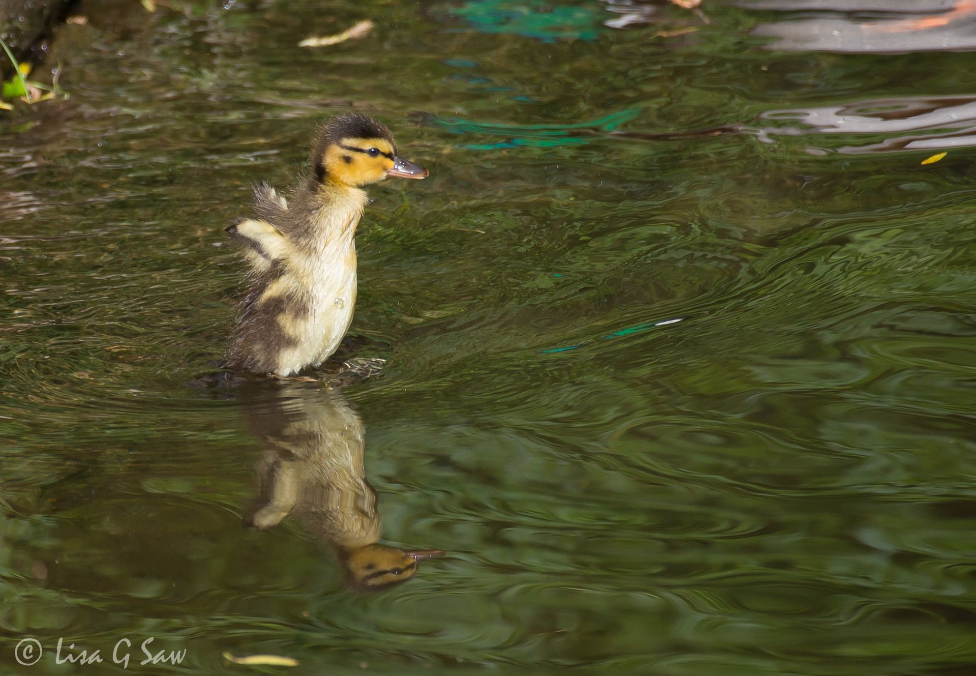 Mallard duckling in water raised up flapping tiny wings