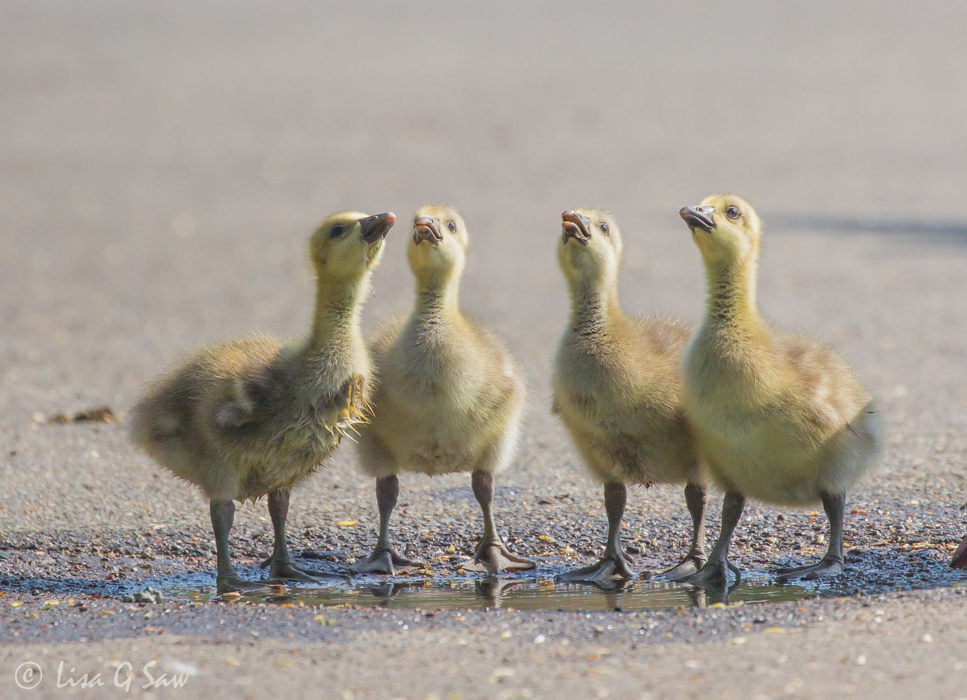 Greylag Goose gosling quartet