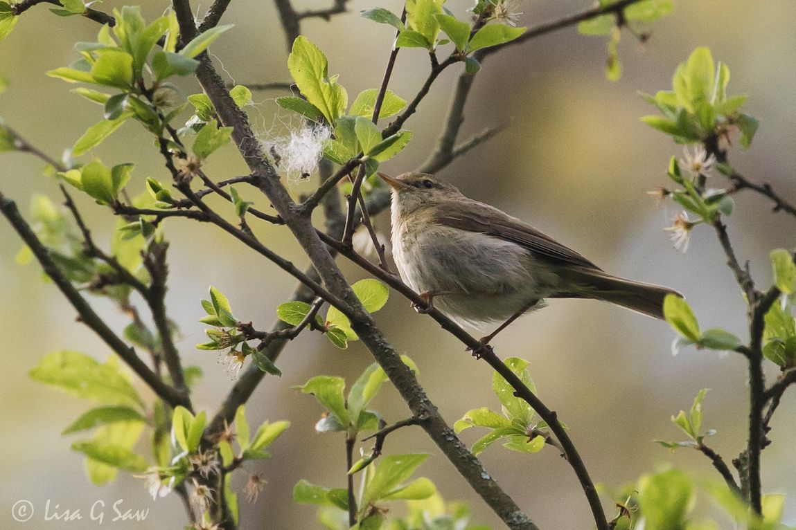 Iberian Chiffchaff on branch