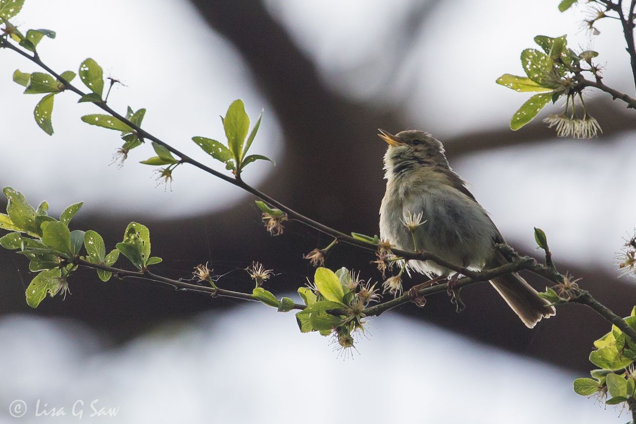 Iberian Chiffchaff on branch calling