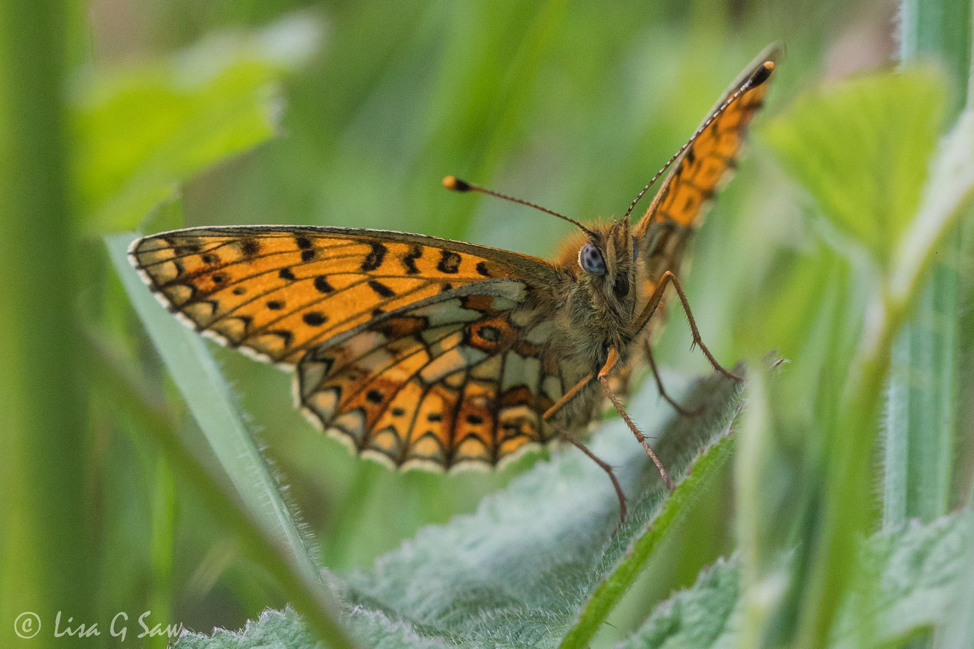 Small Pearl-Bordered Fritillary butterfly
