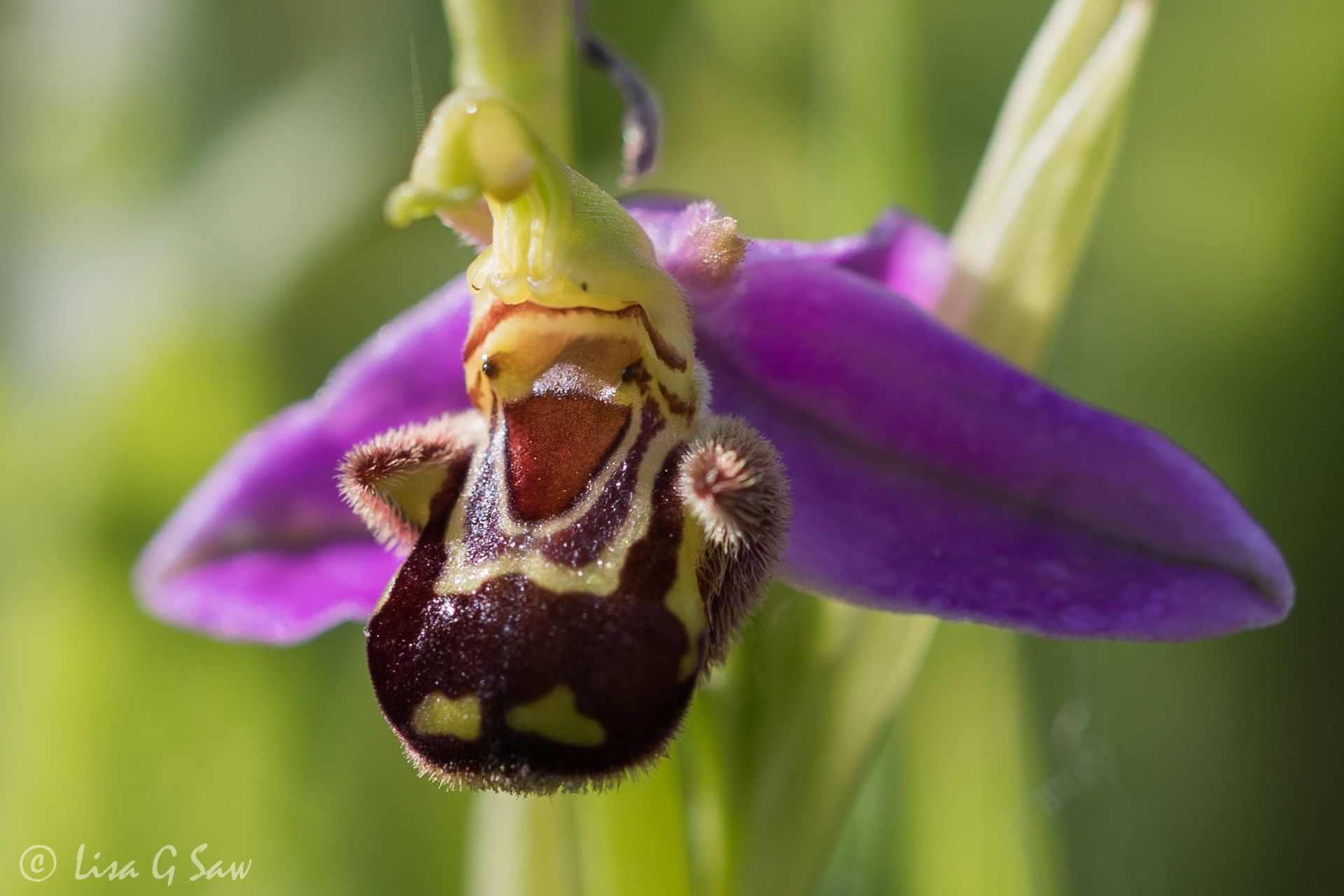 Bee Orchid close up, smiling face