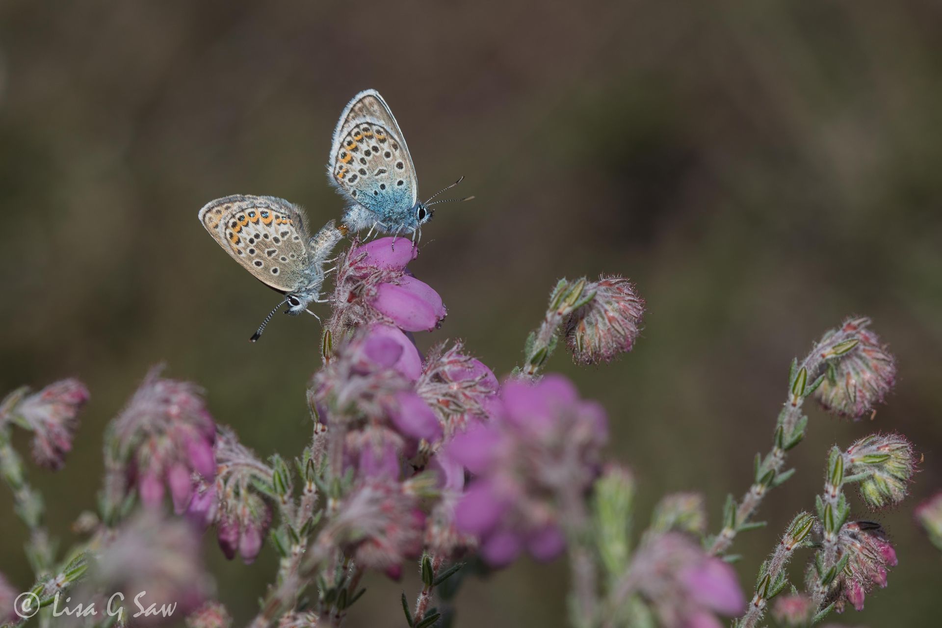 Mating Silver Studded Blue butterflies