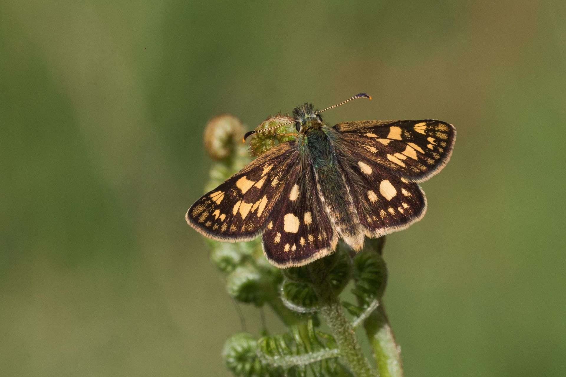 Chequered Skipper Butterfly