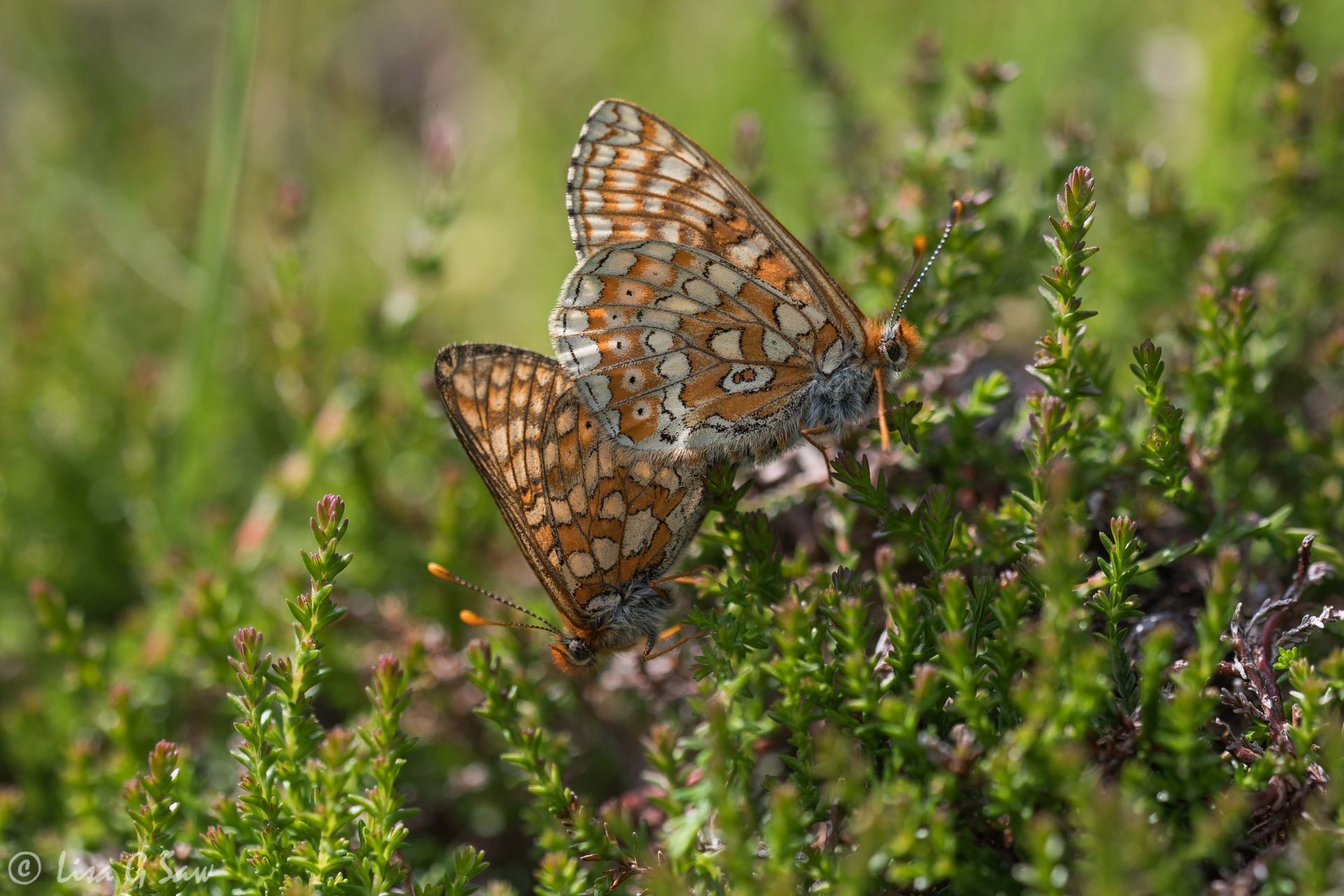 Mating Marsh Fritillary butterflies at Duart Castle