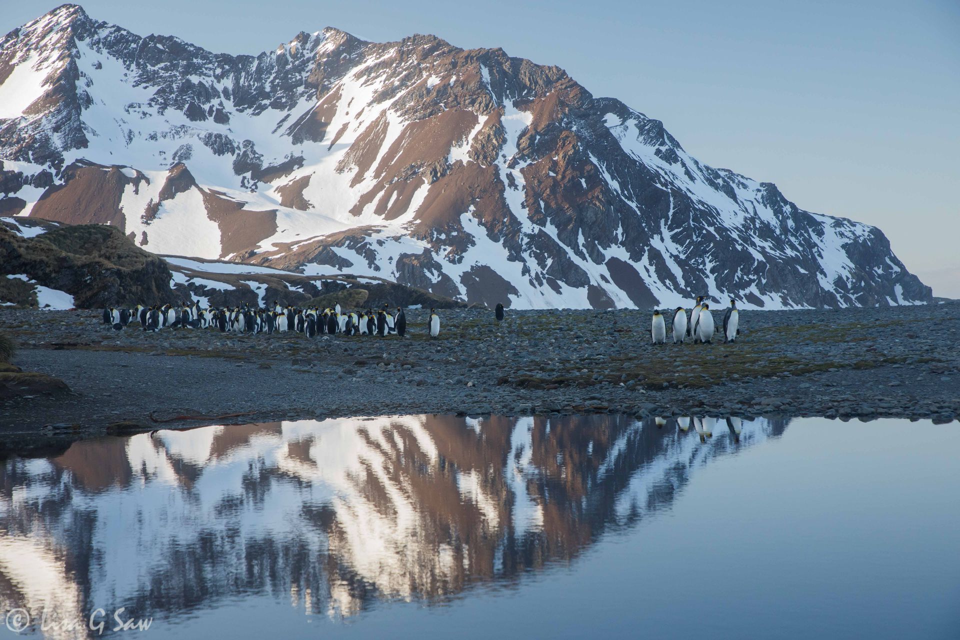 Last light shining on the mountains at Fortuna Bay with King Penguins in the foreground