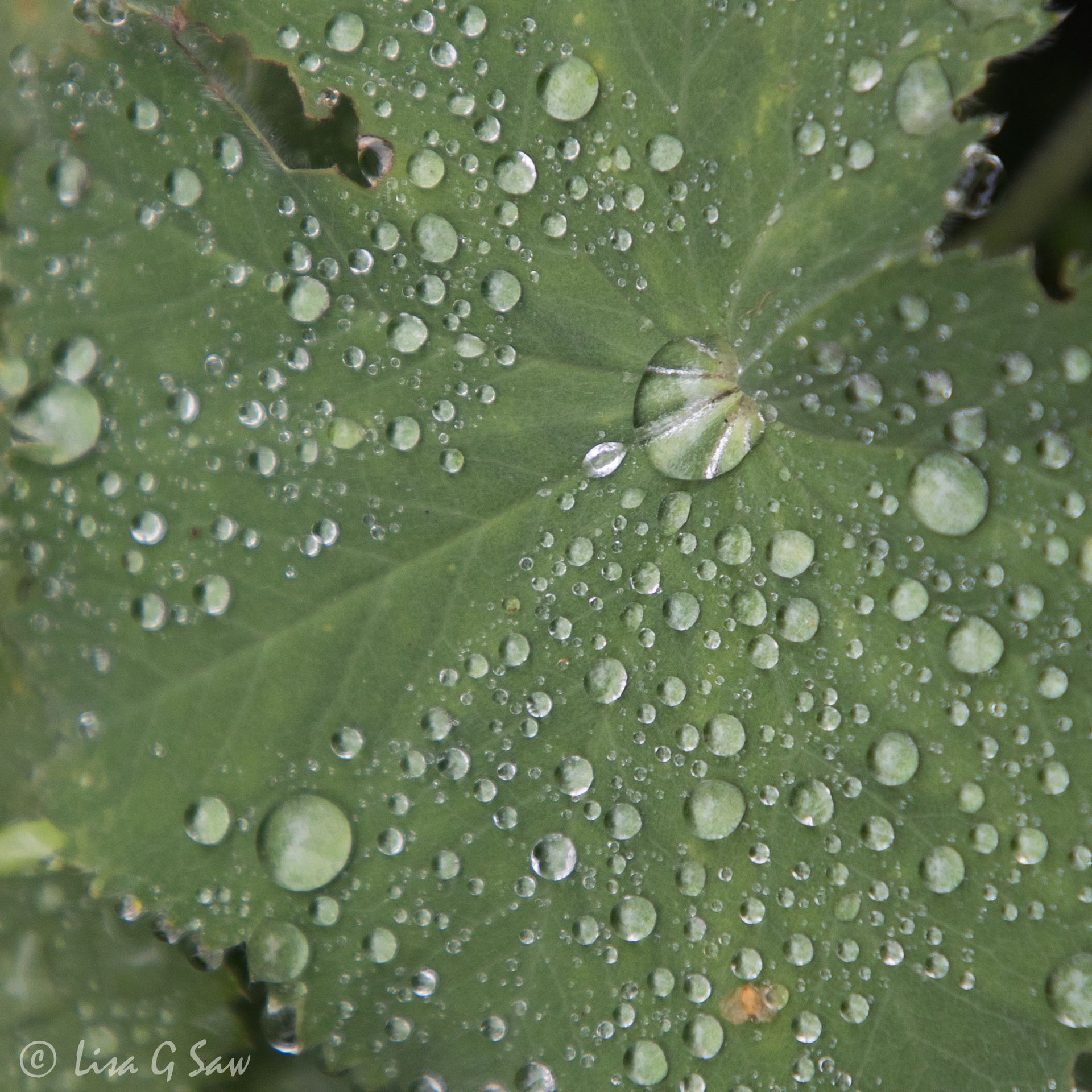 Raindrops on a leaf