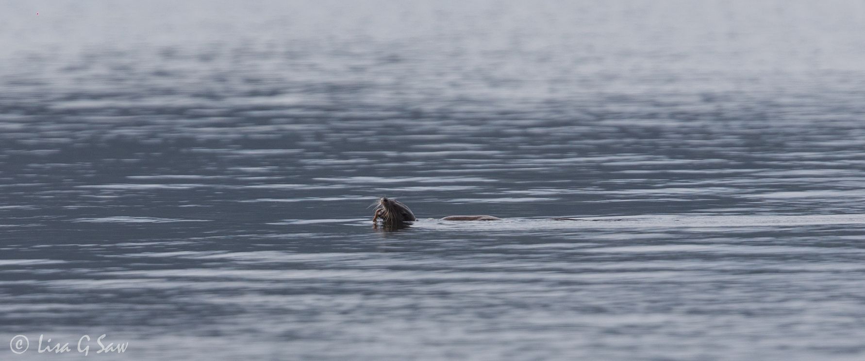 River Otter eating out on the water in loch