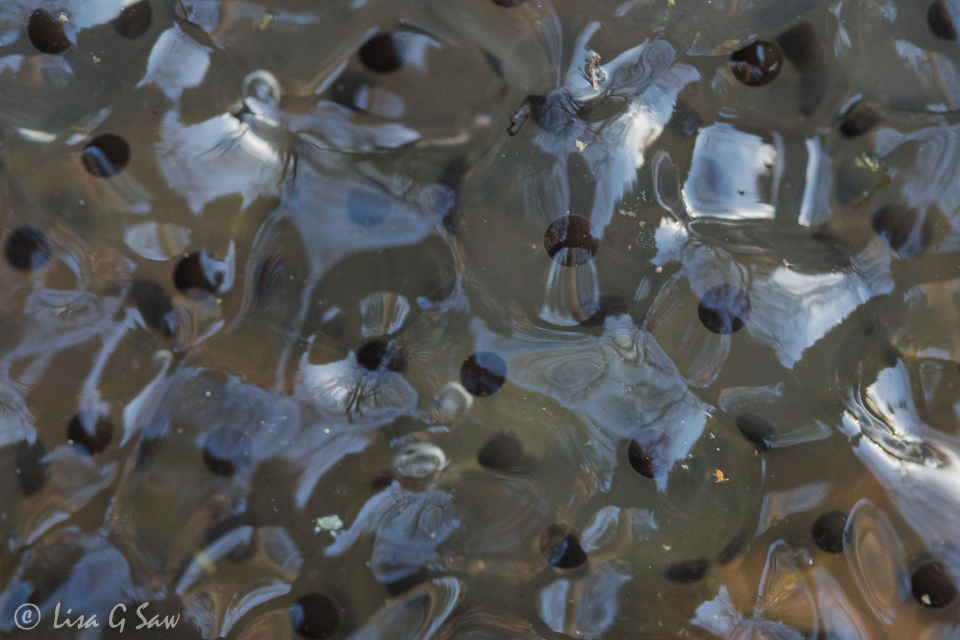 Frog Spawn close up