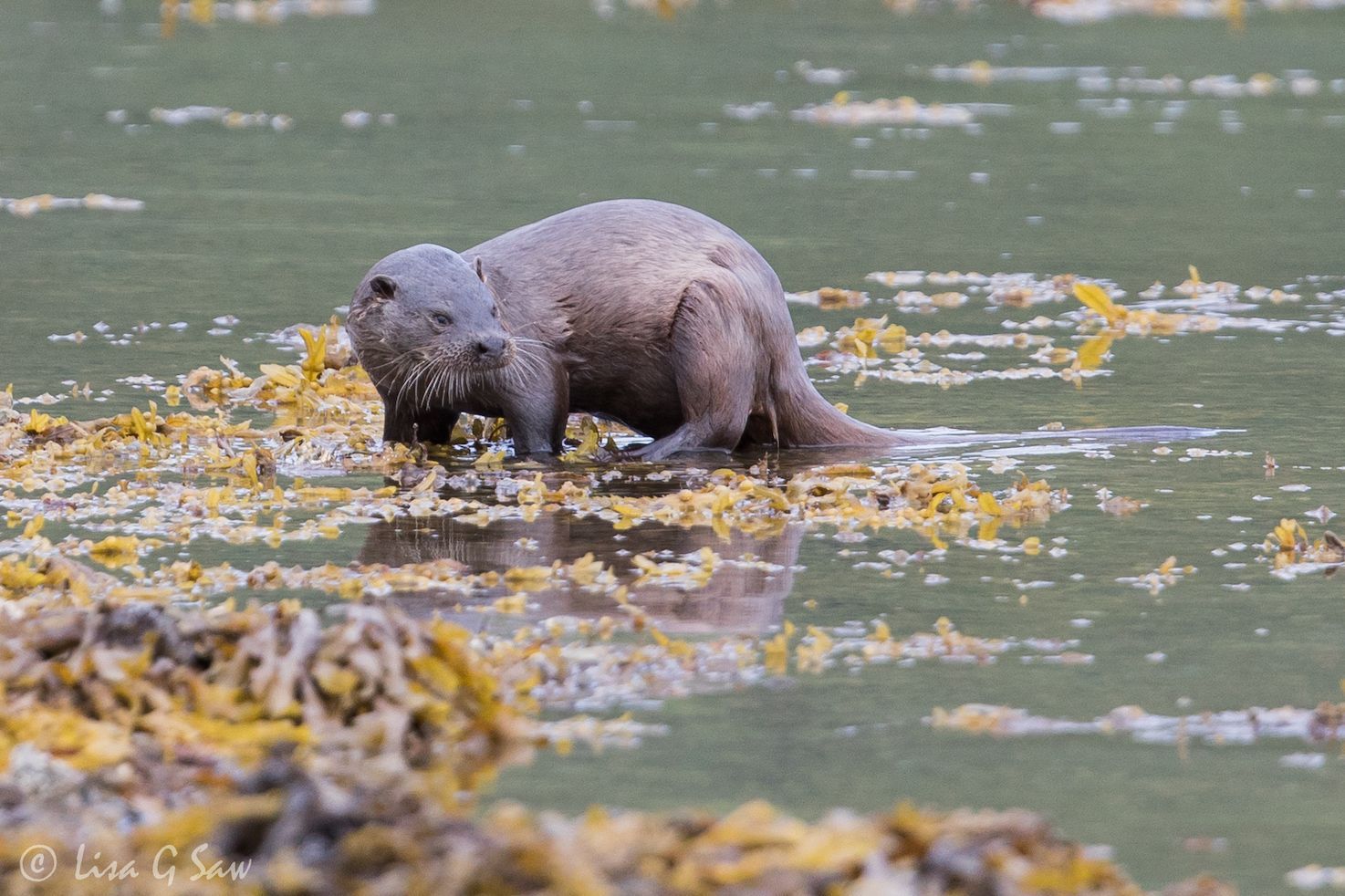 Otter looking wary in the water