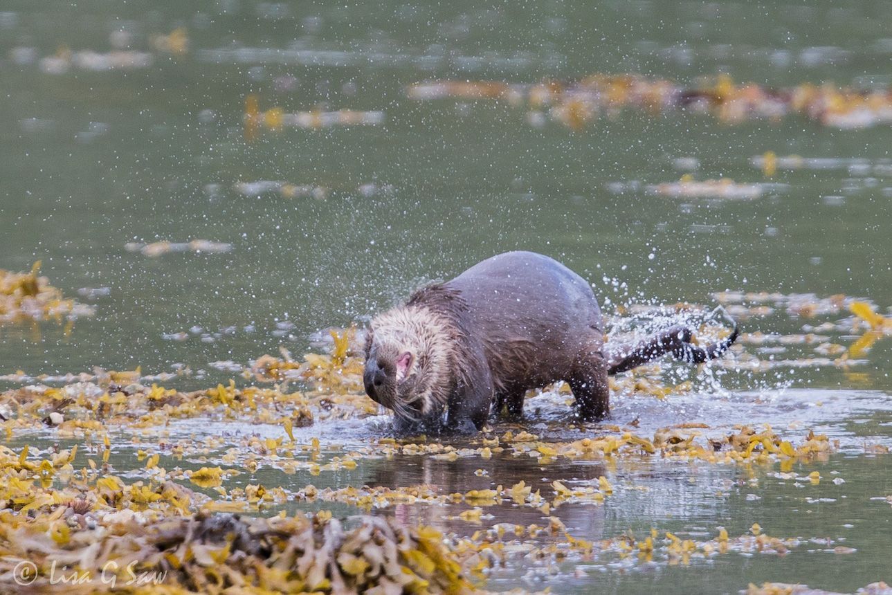 River Otter shaking off the water