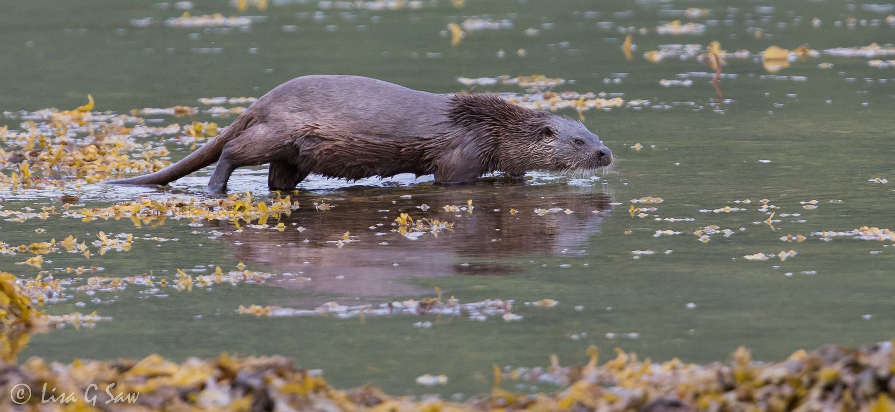River Otter standing low in water