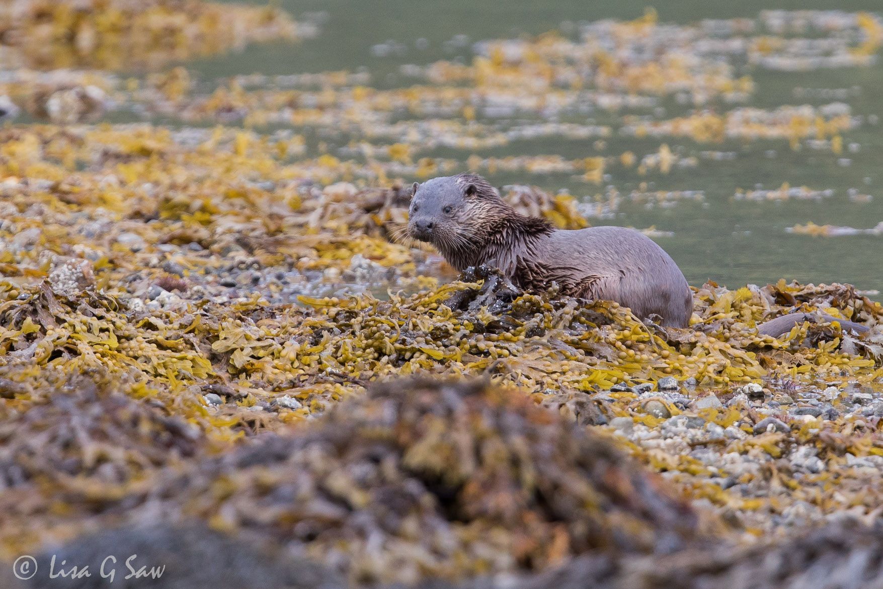 Alert River Otter sitting in the kelp