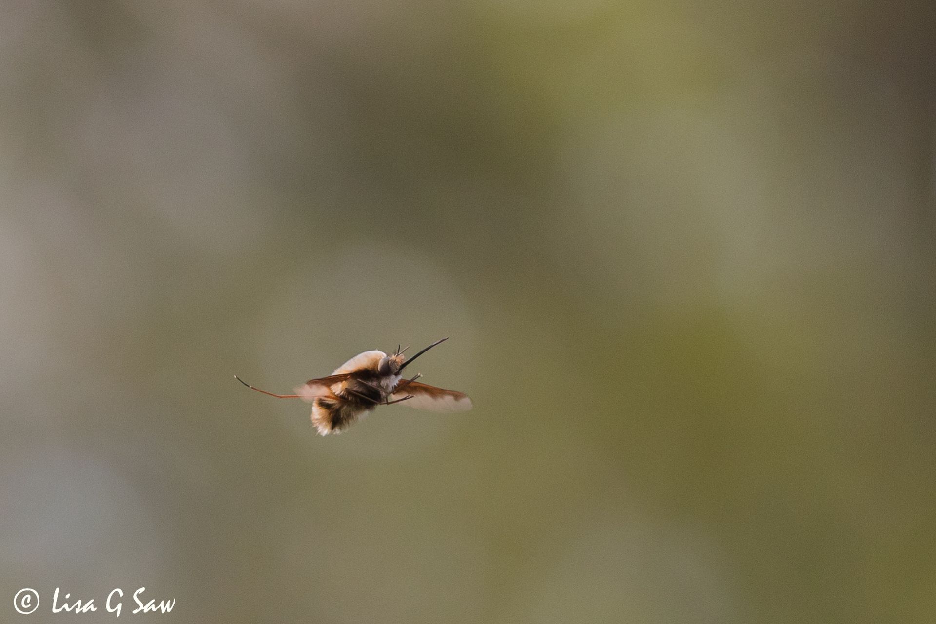 Dark-Edged Bee-Fly flying