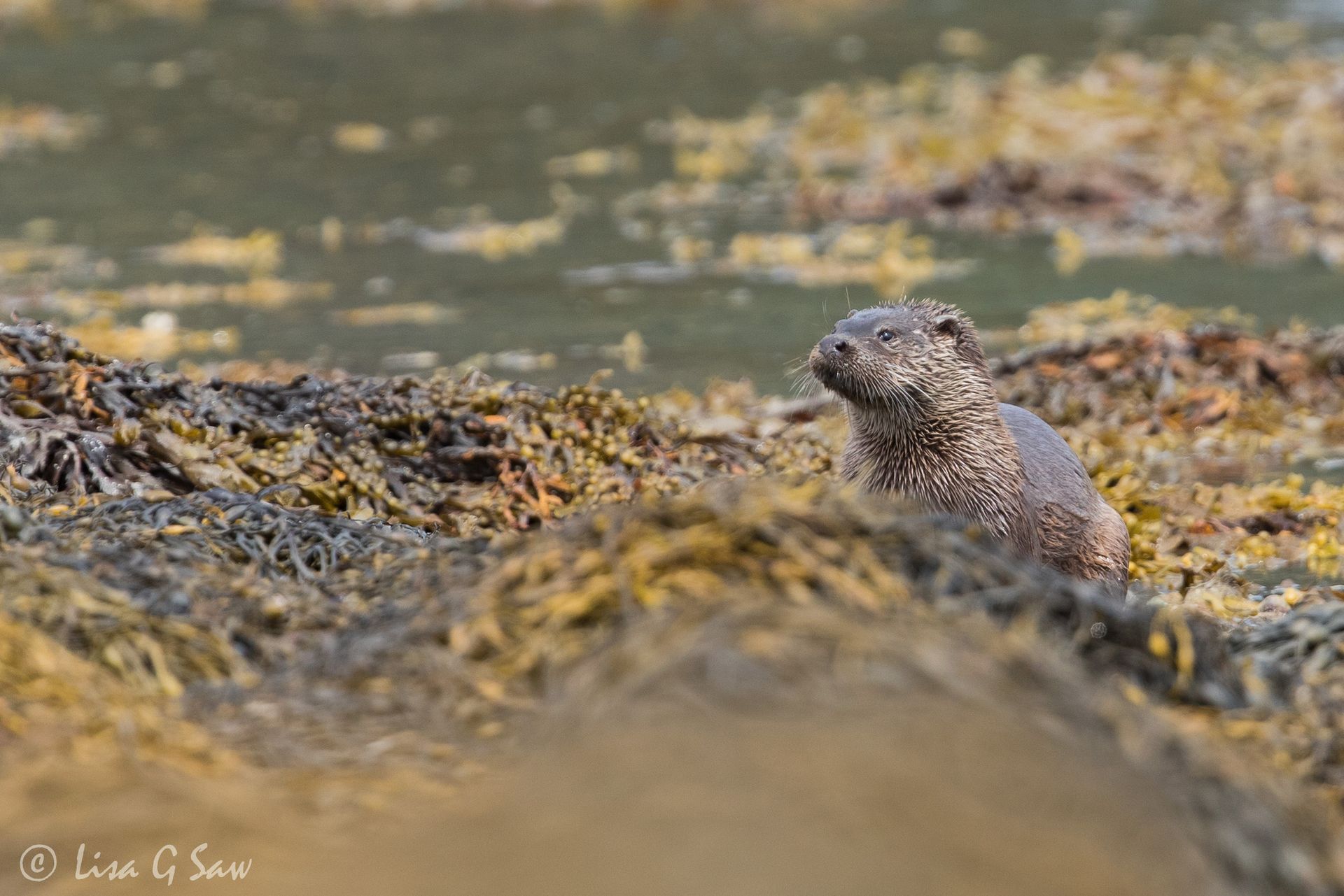 Otter peering over the rocks and kelp