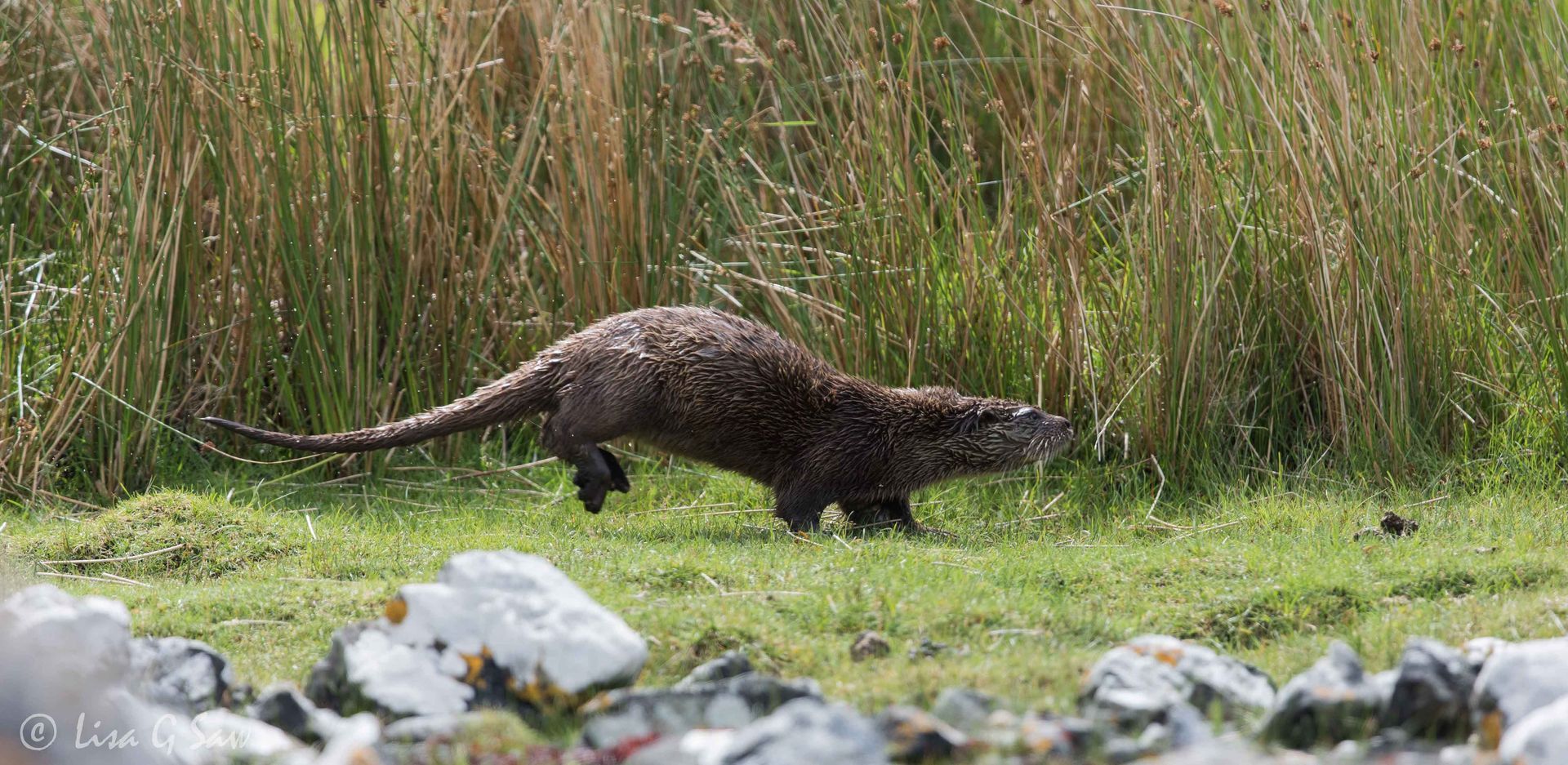 Juvenile River Otter running on the grass