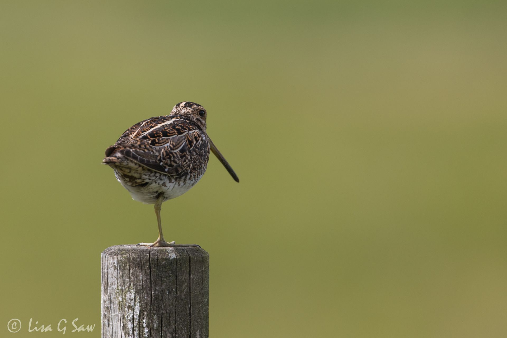 Snipe standing on one leg on post
