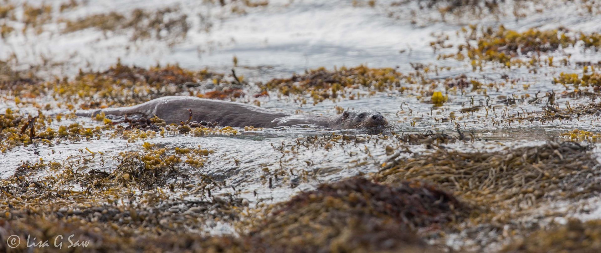 River Otter swimming at low tide
