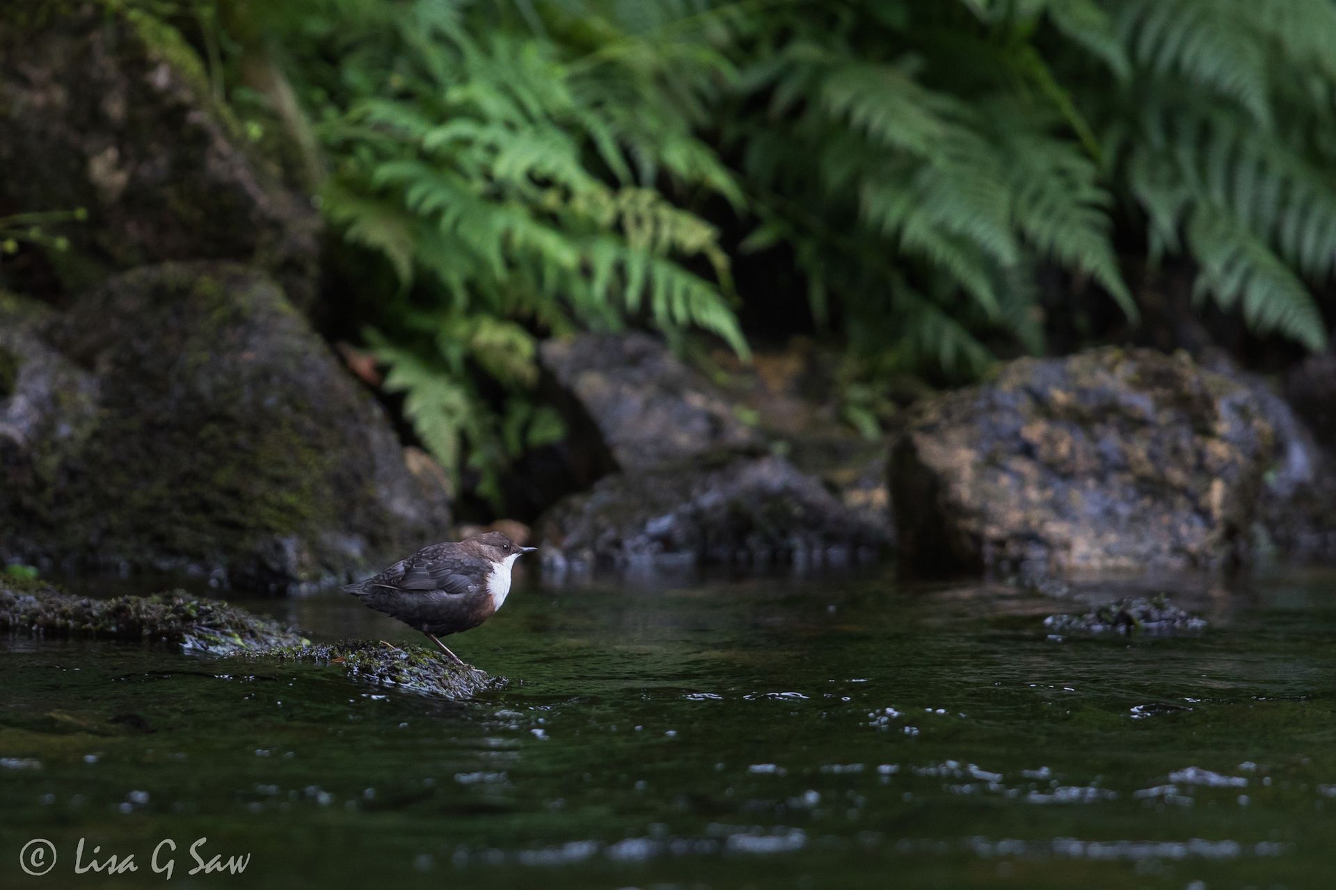 Dipper on a small rock in the river