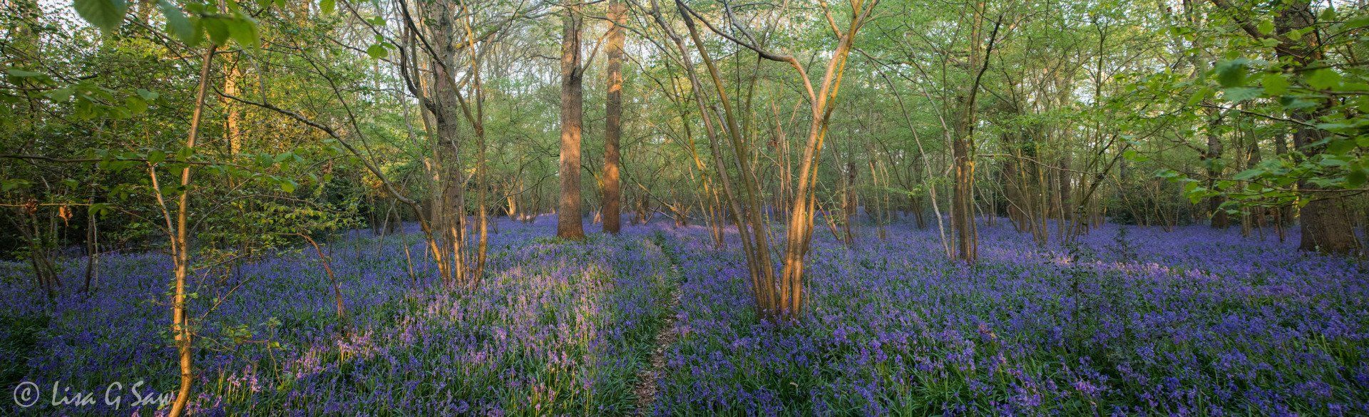 Panorama of a bluebell wood with footpath