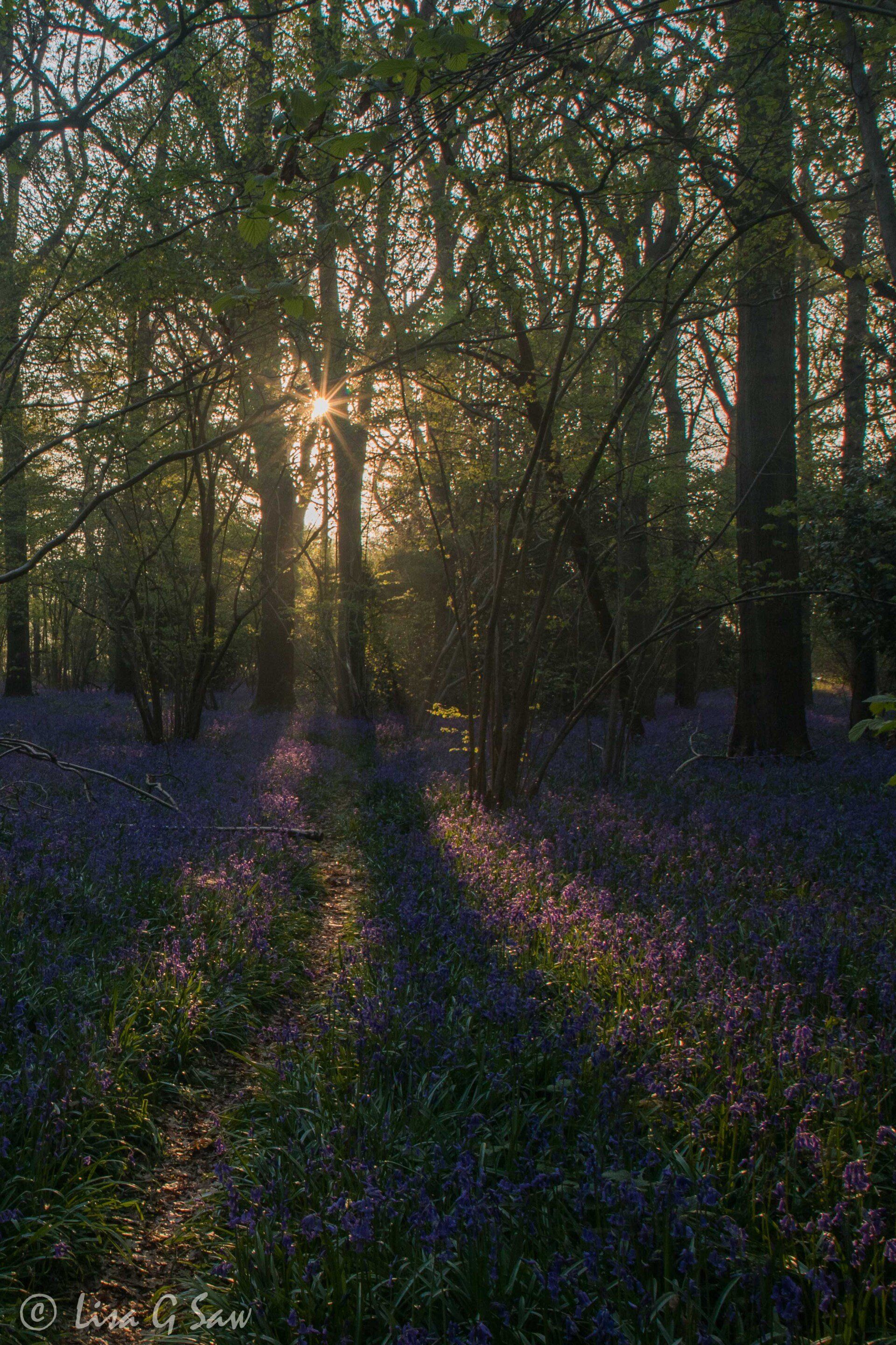 Path and bluebells in morning light with sunburst