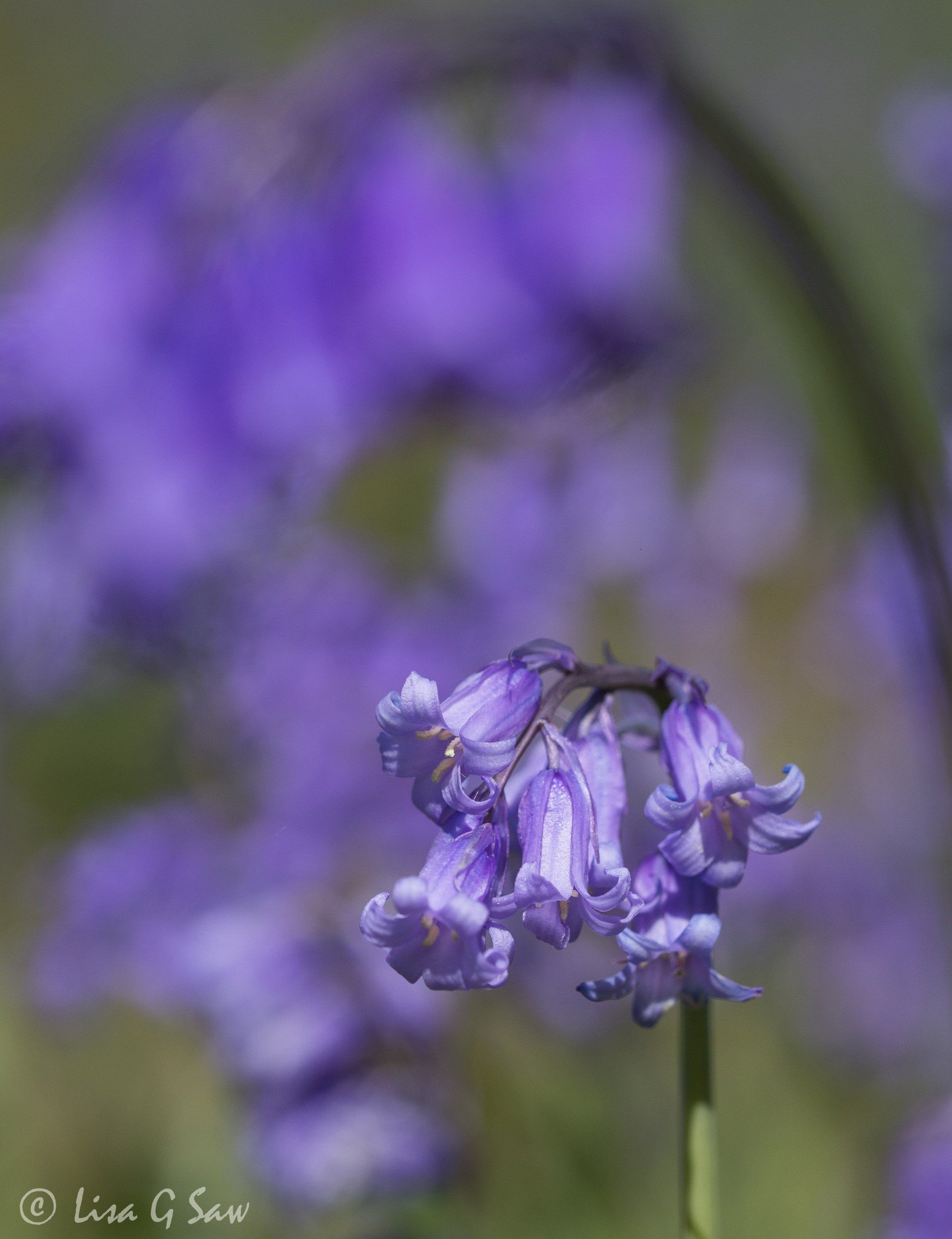 Drooping Common Bluebells