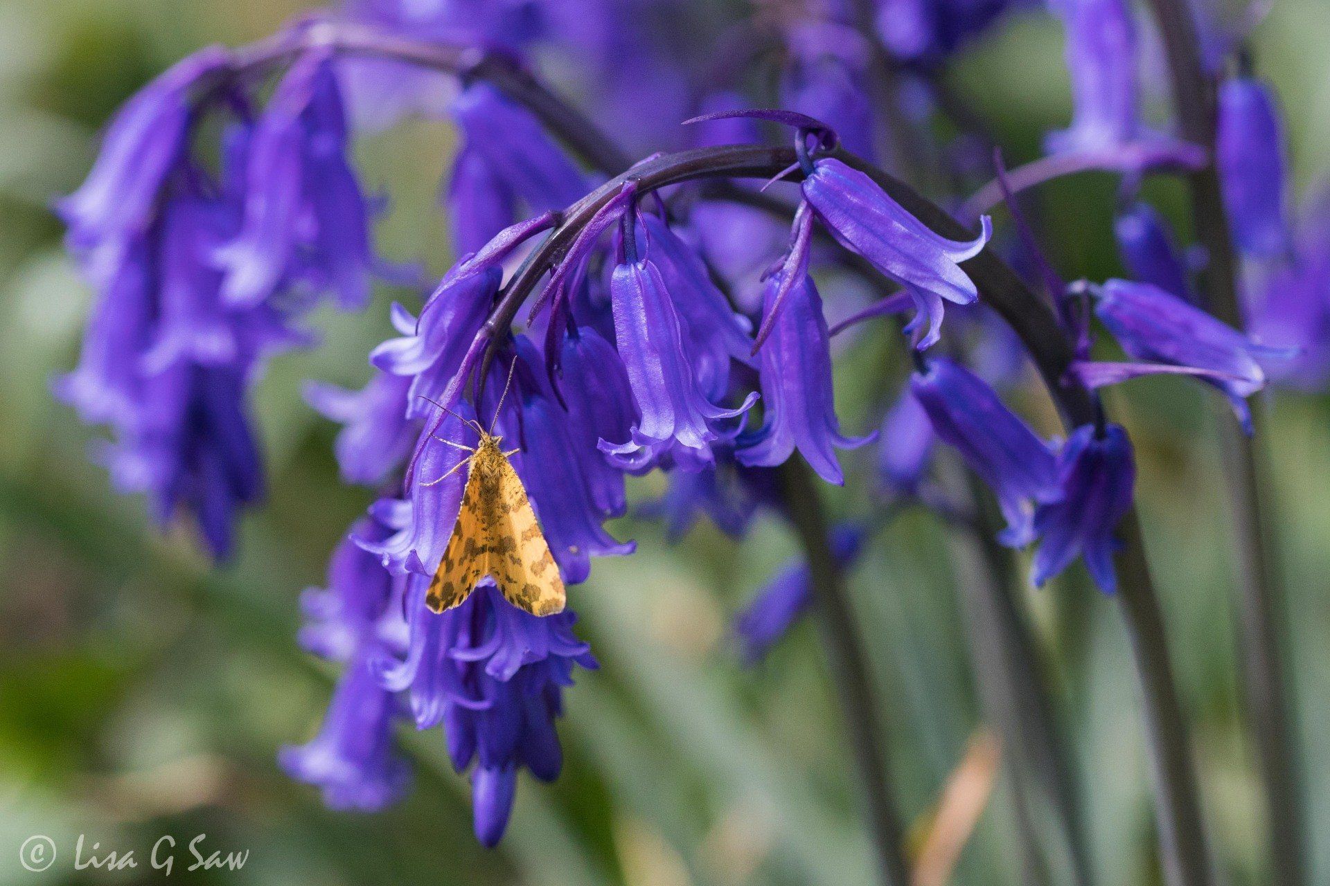 Speckled Yellow Moth on Common Bluebells