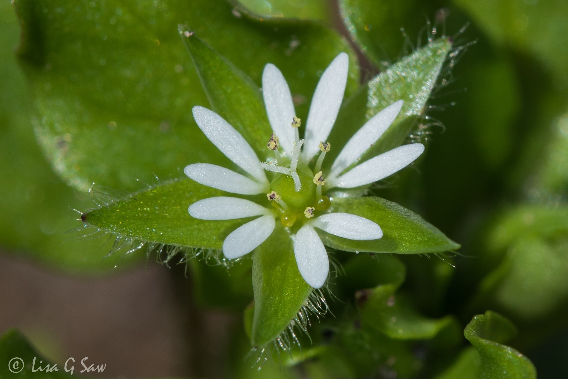White flower of Common Chickweed