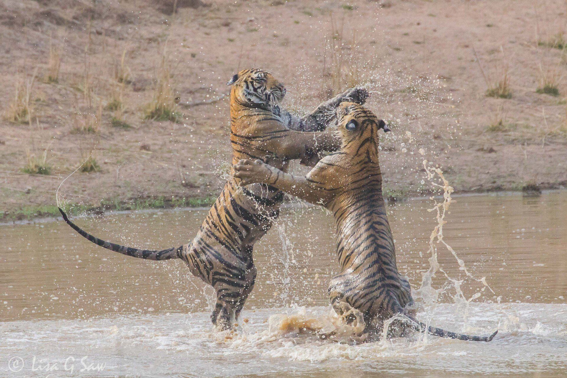 Two young tigers upright play fighting in water