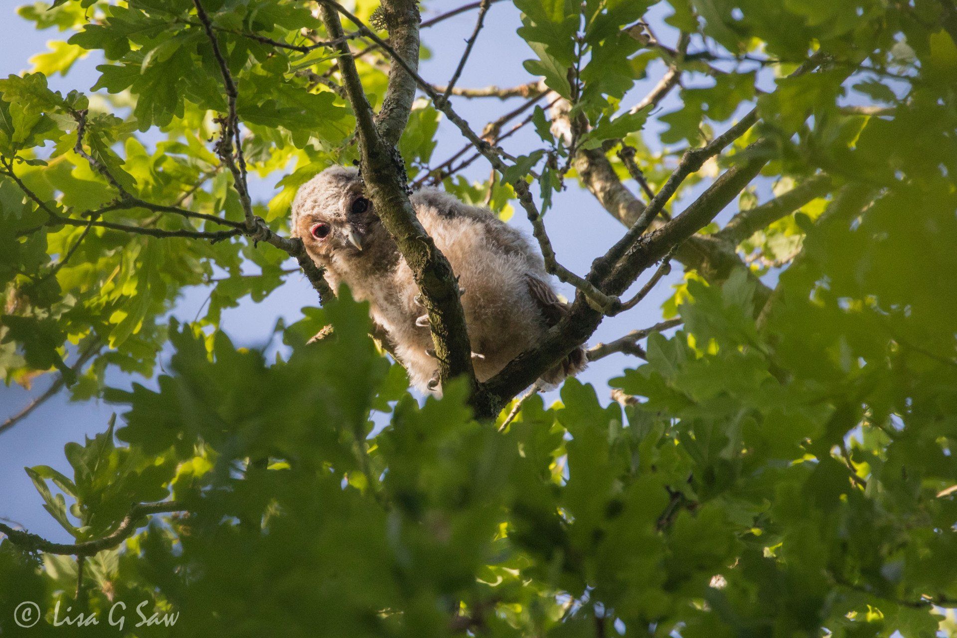 Tawny Owlet peering down from tree branch