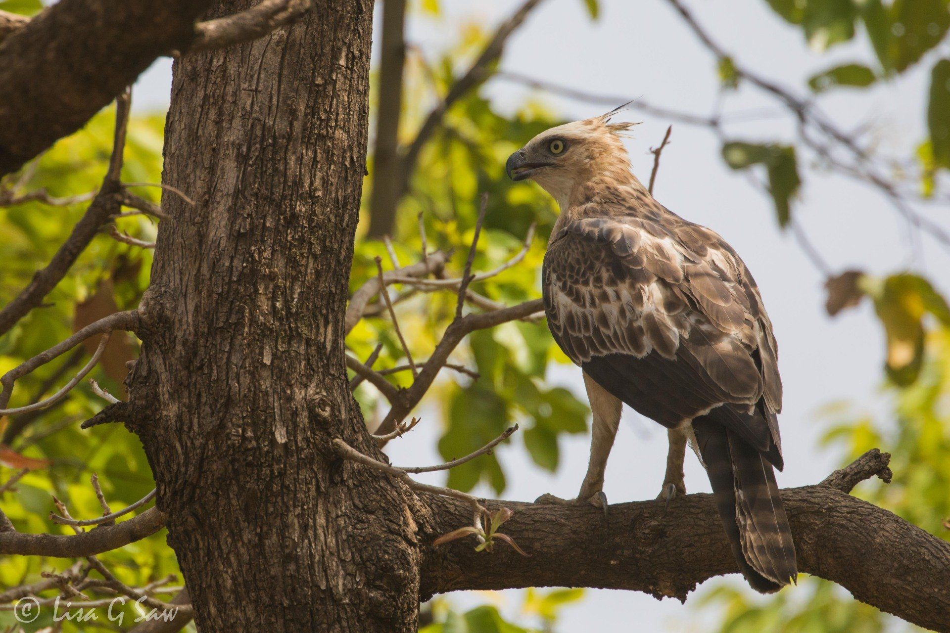 Crested Hawk-Eagle on branch in Bandhavgarh National Park