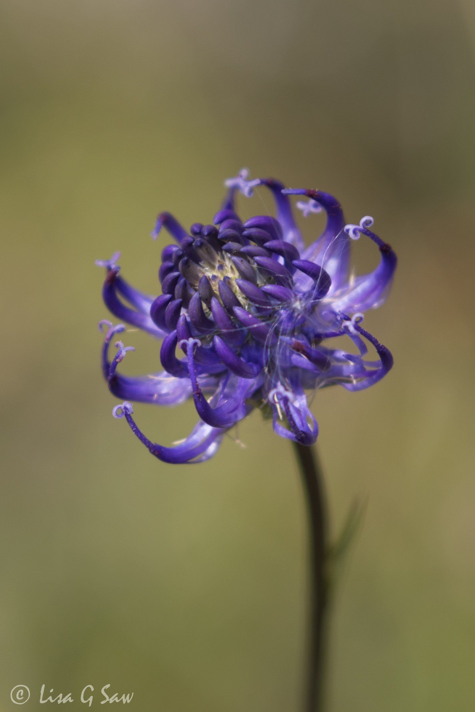 The Pride of Sussex, Rounded-Headed Rampion