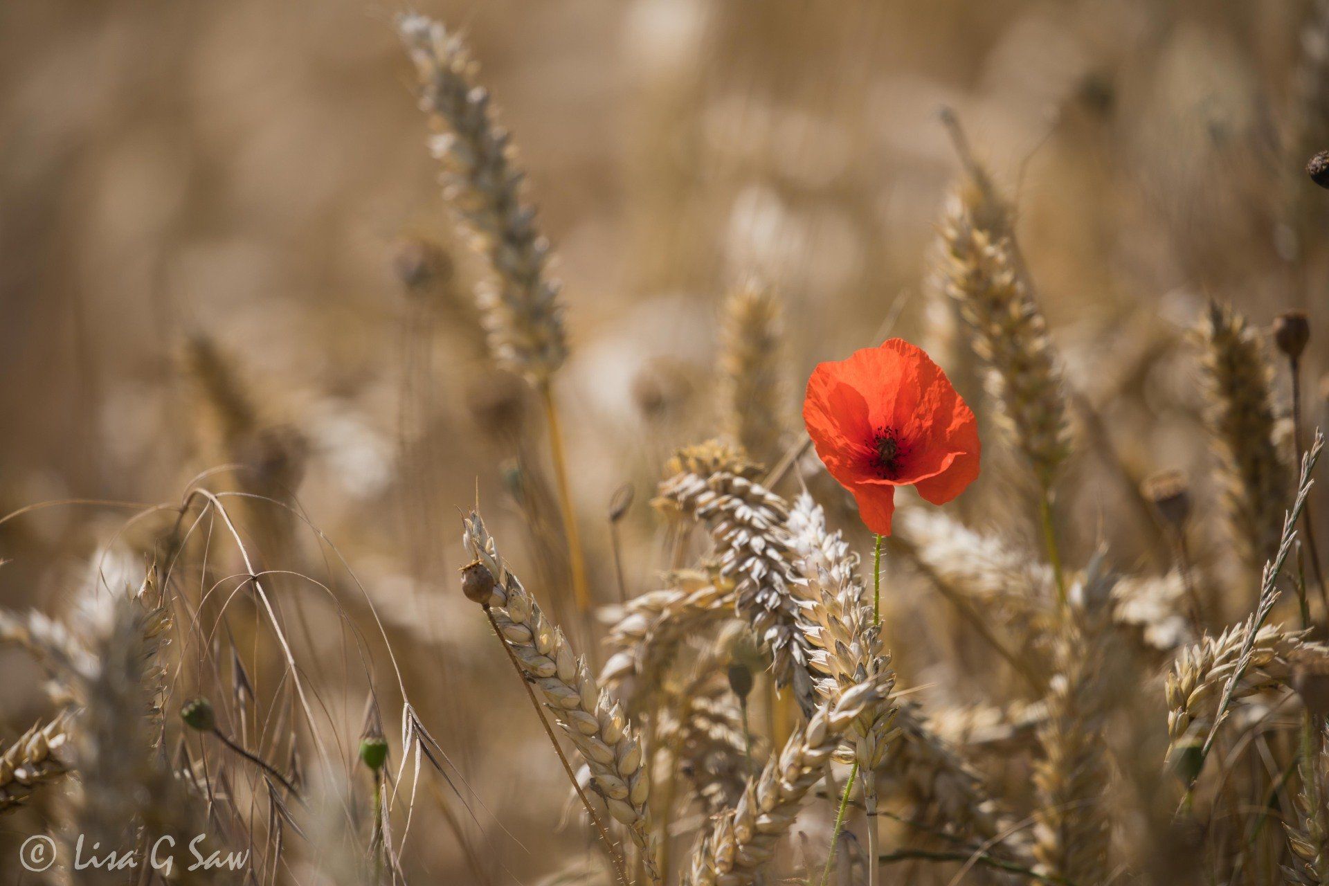 Lone poppy in a field of barley