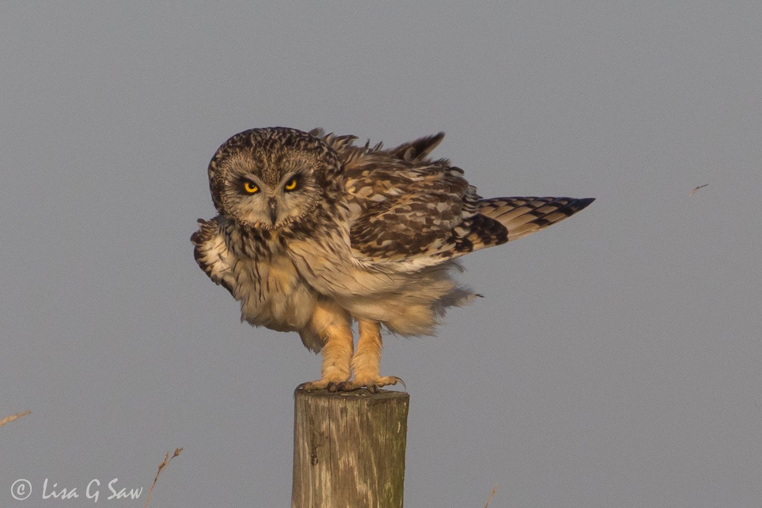 Short-Eared Owl on post in the wind