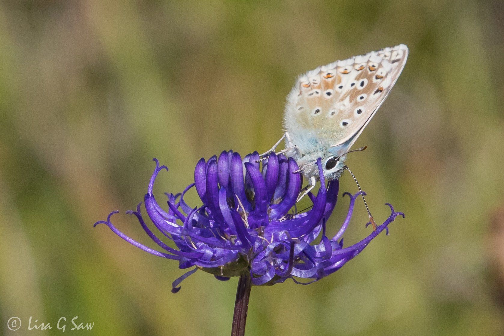 Chalkhill Blue butterfly on Round-Headed Rampion