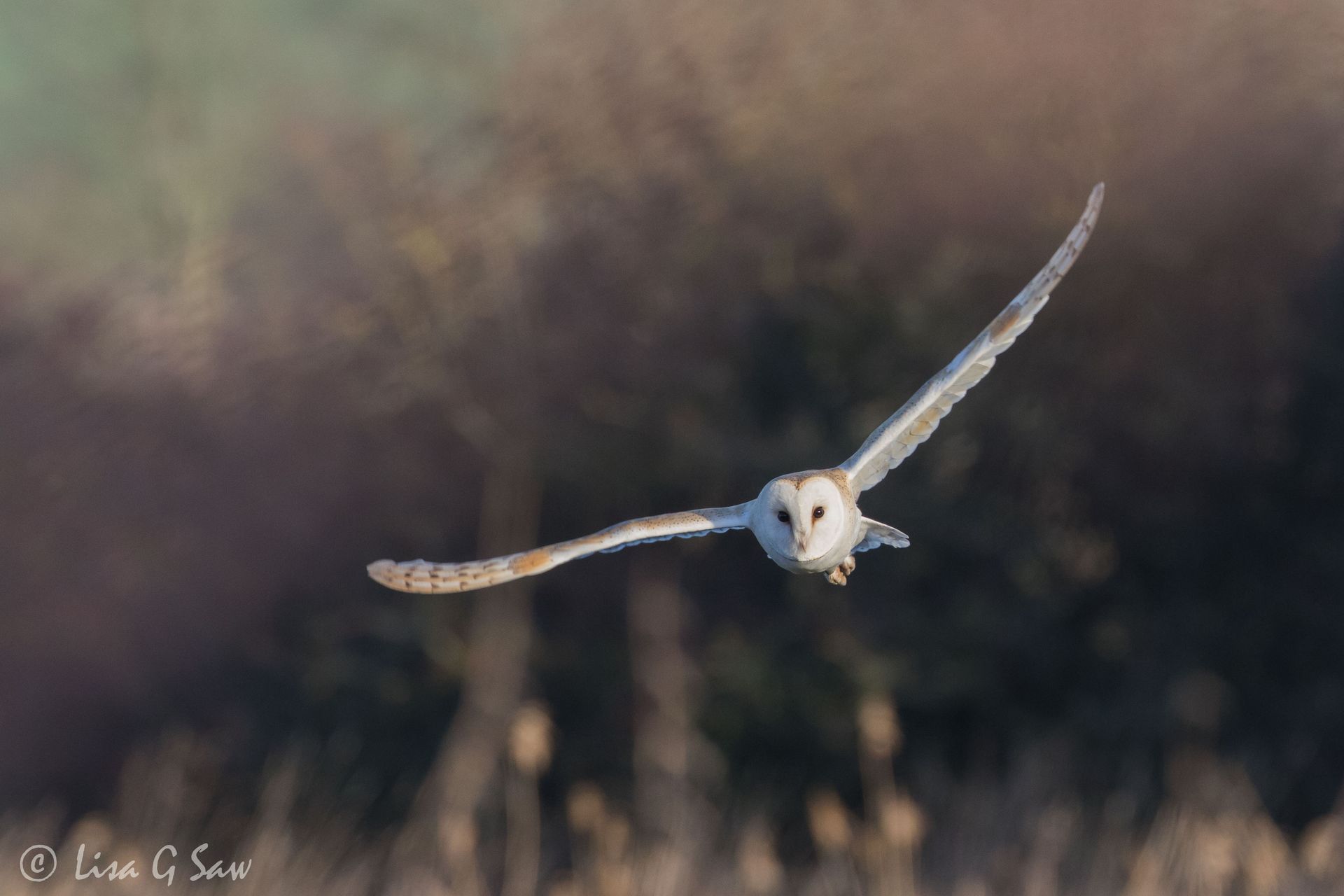 Barn Owl flying towrads me wings spread wide