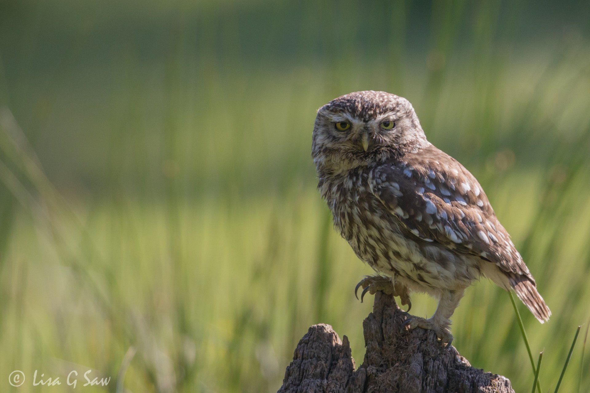 Little Owl on stump with one foot higher looking at camera