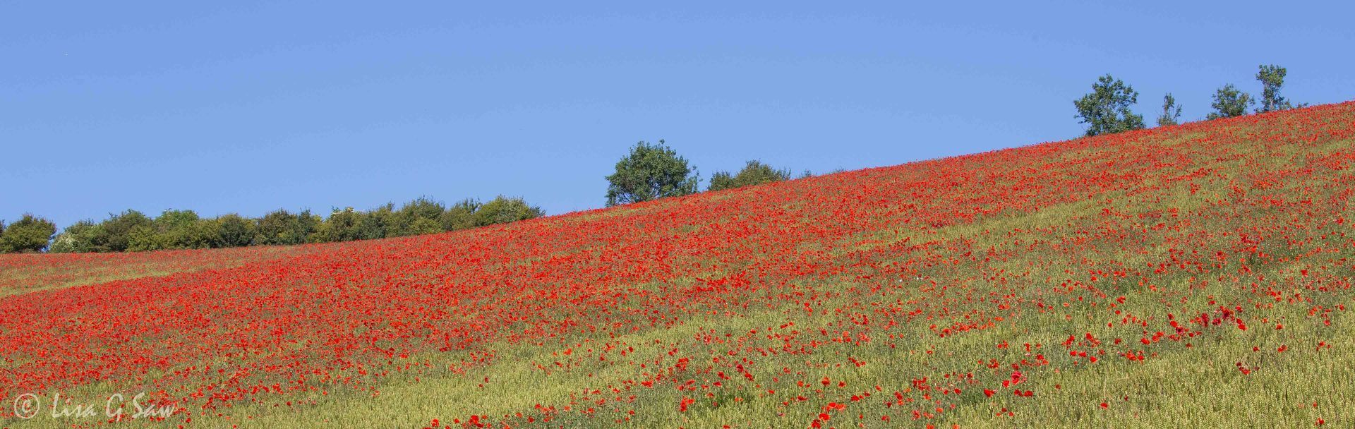 Field of poppies with blue sky