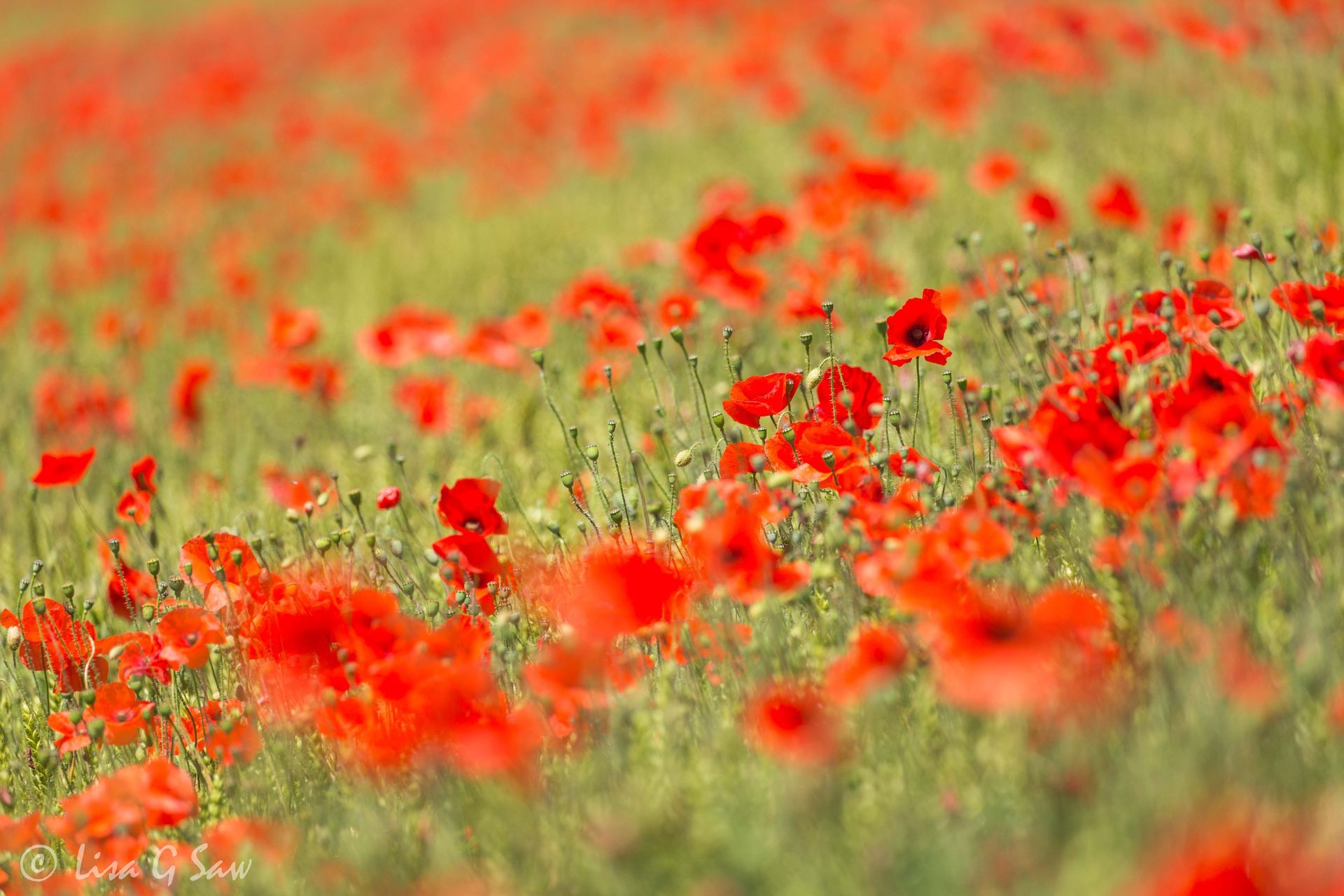 Close up of poppies in a field