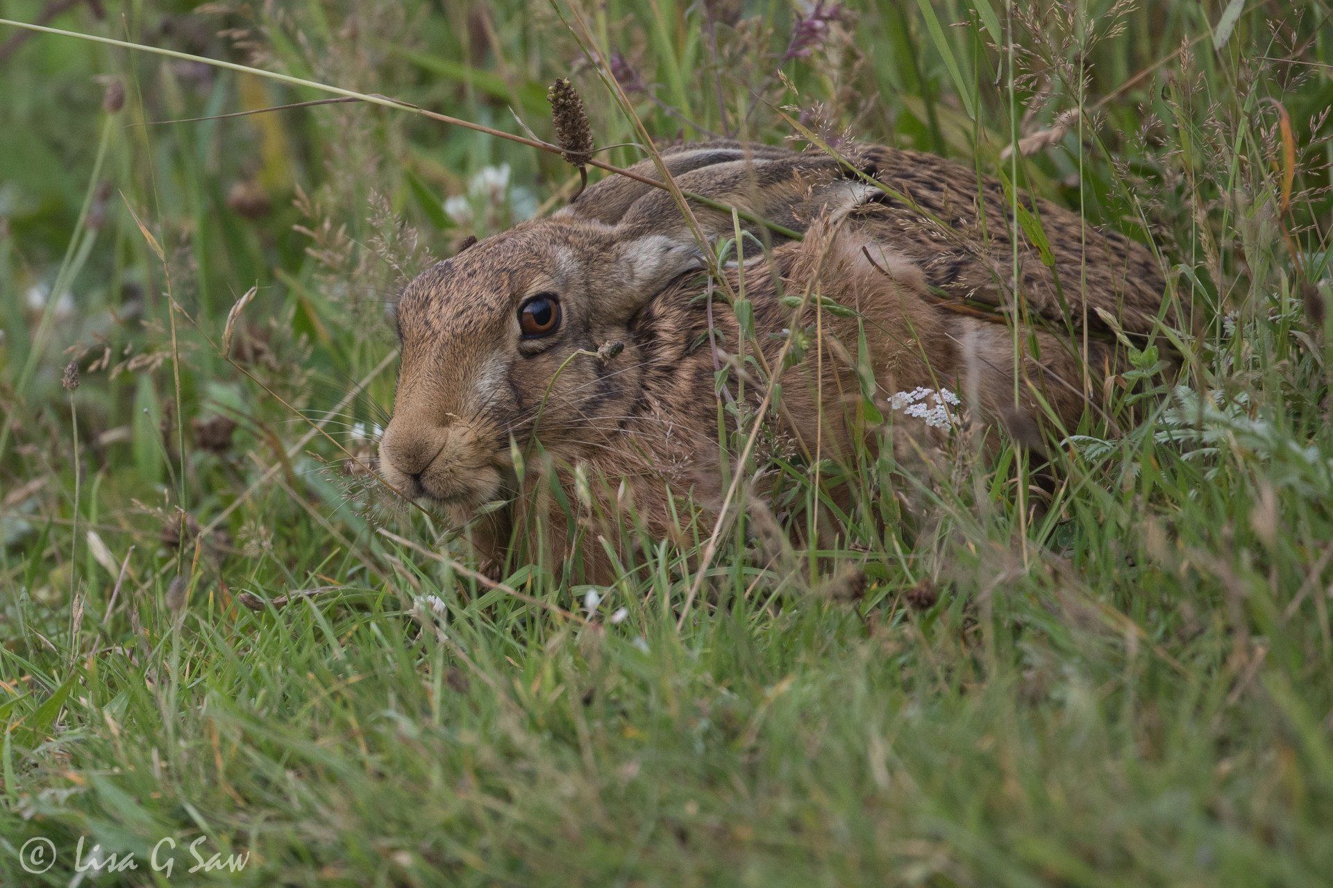 Hare hunkered down alongside path close up