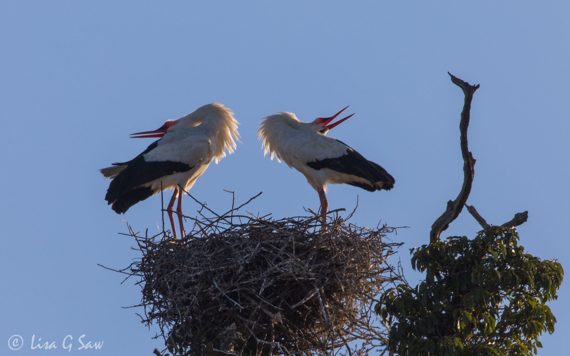 Two White Storks with heads back clicking (pair bonding)