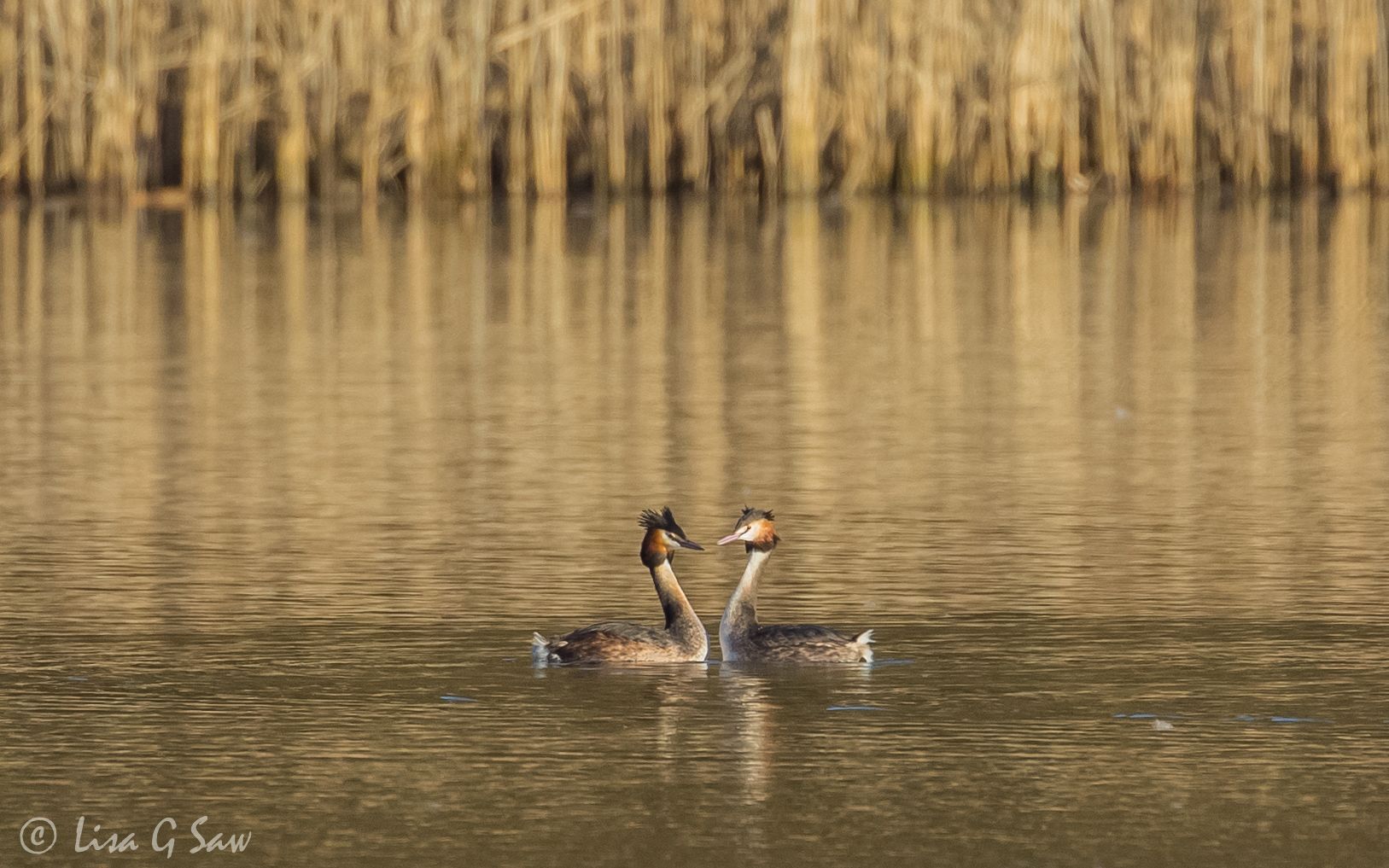 Pair of Great Crested Grebes facing each other