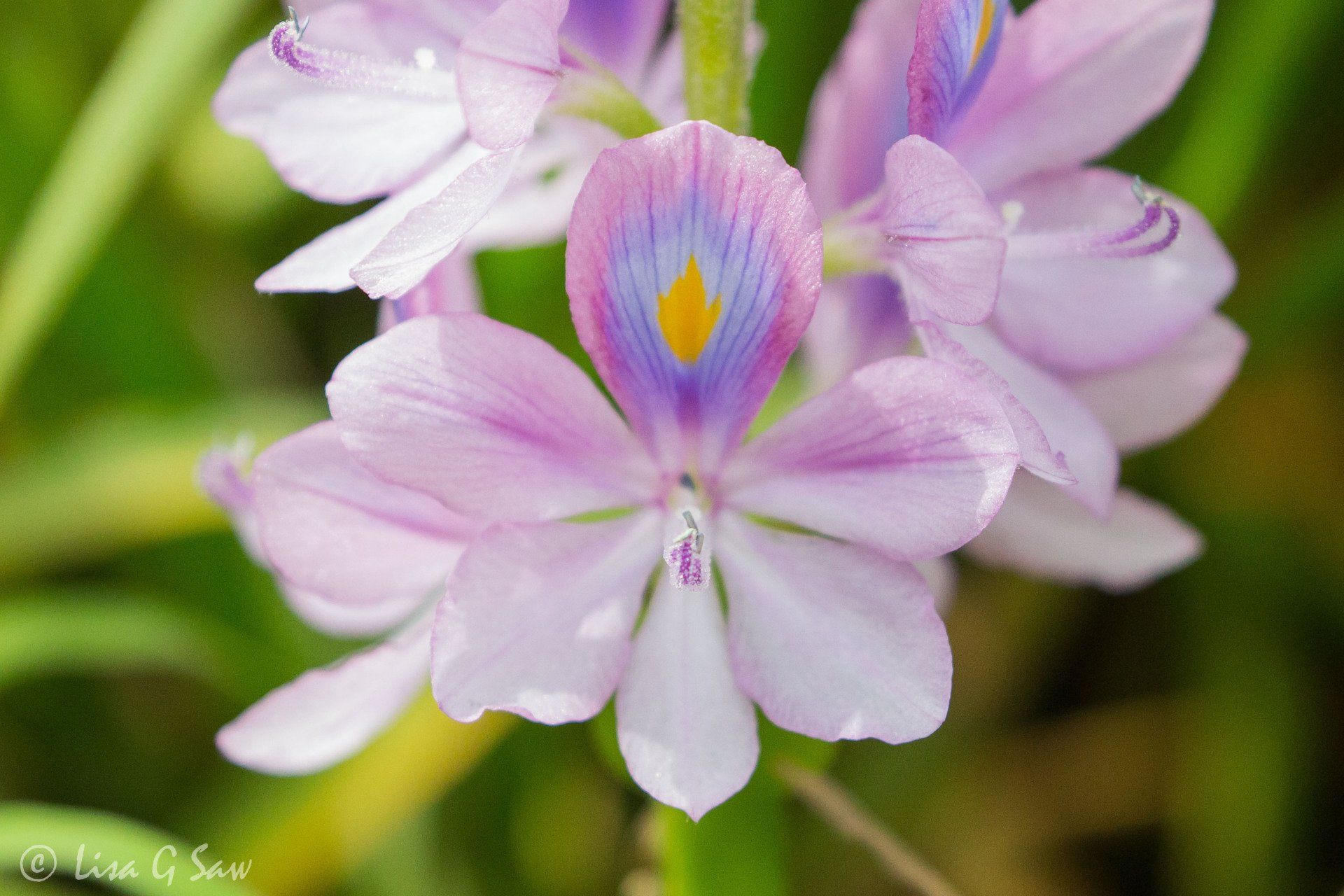 Close up of Common Water Hyacinth flower