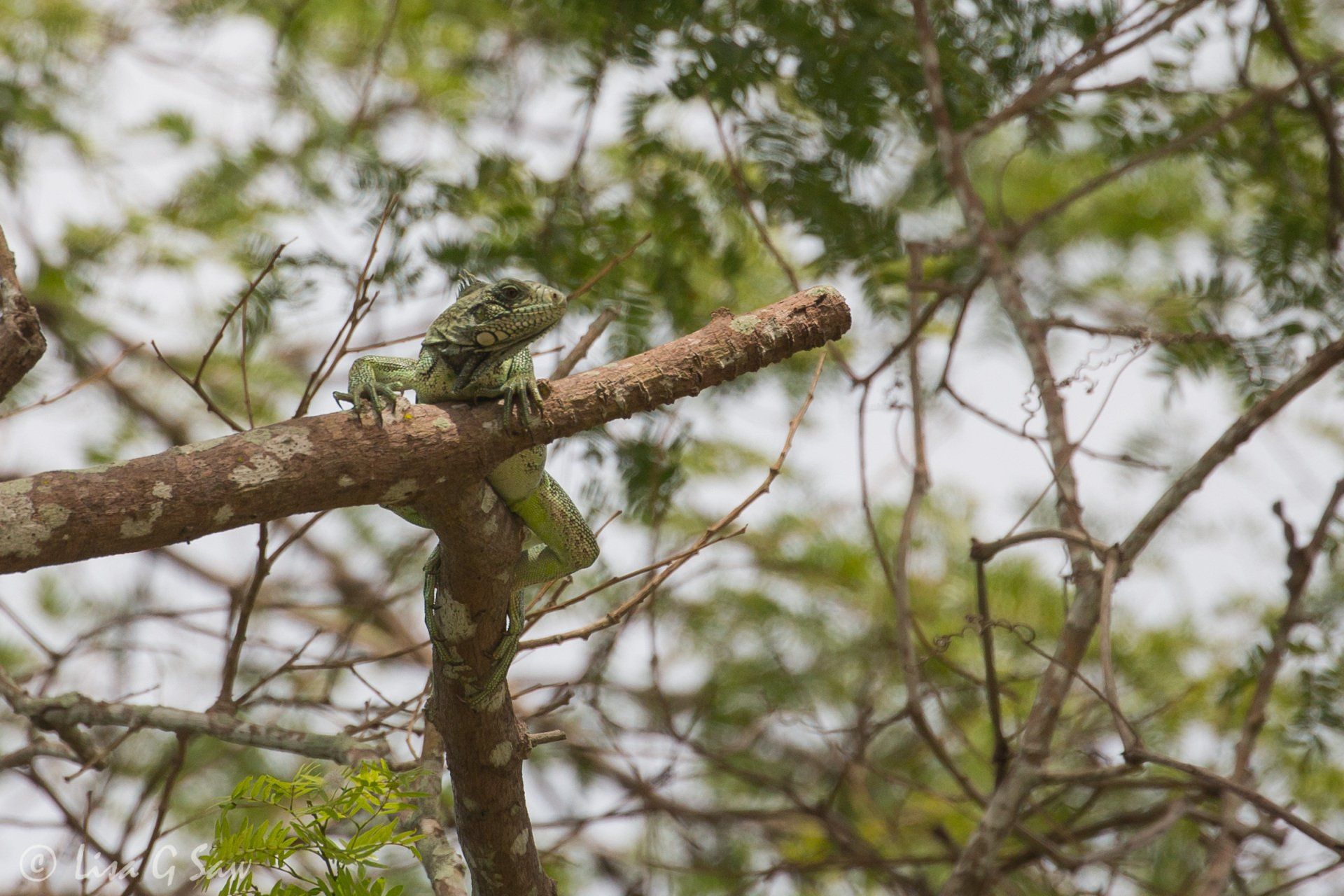 Green Iguana on a branch
