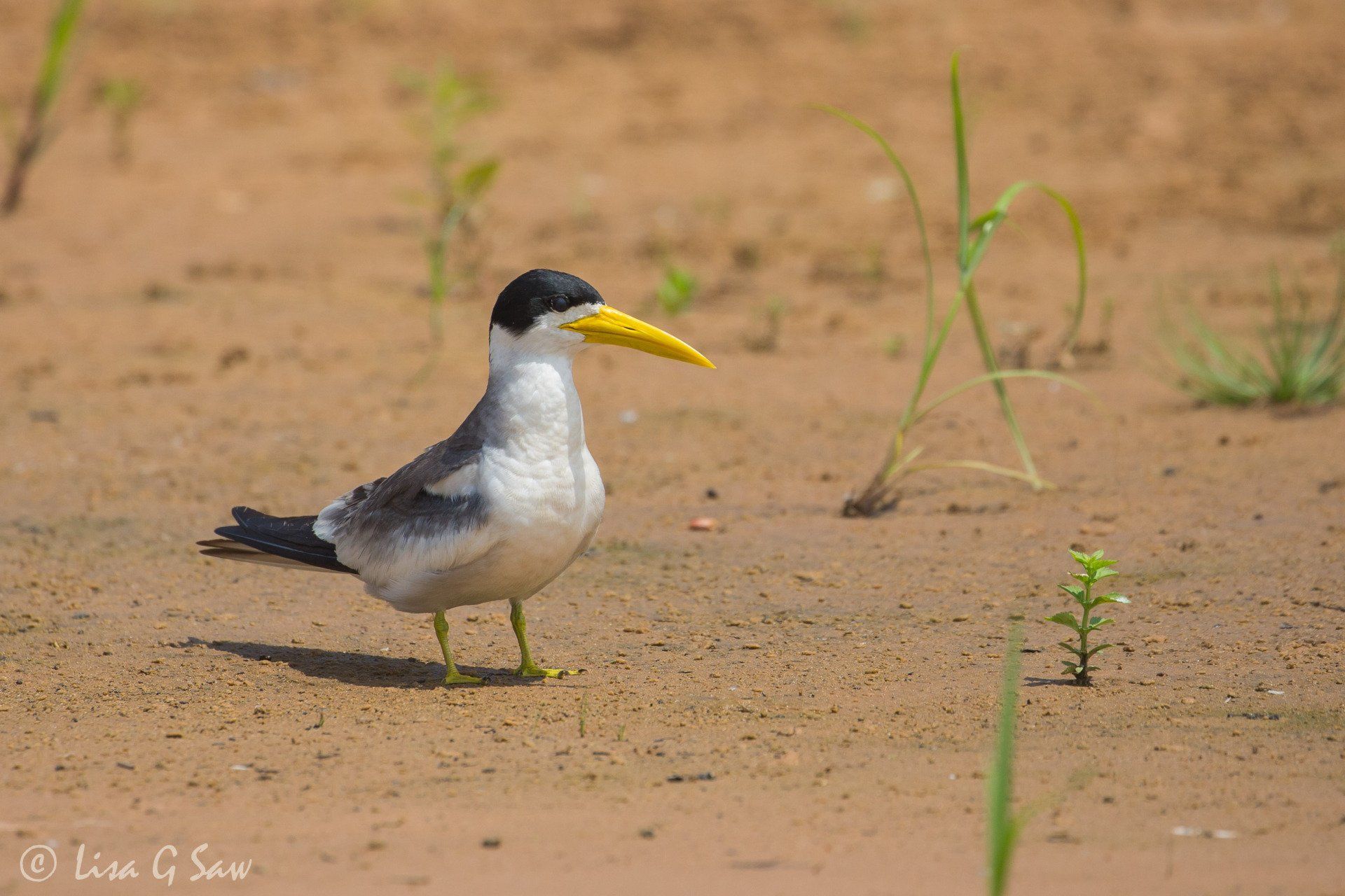 Large-Billed Tern with yellow bill