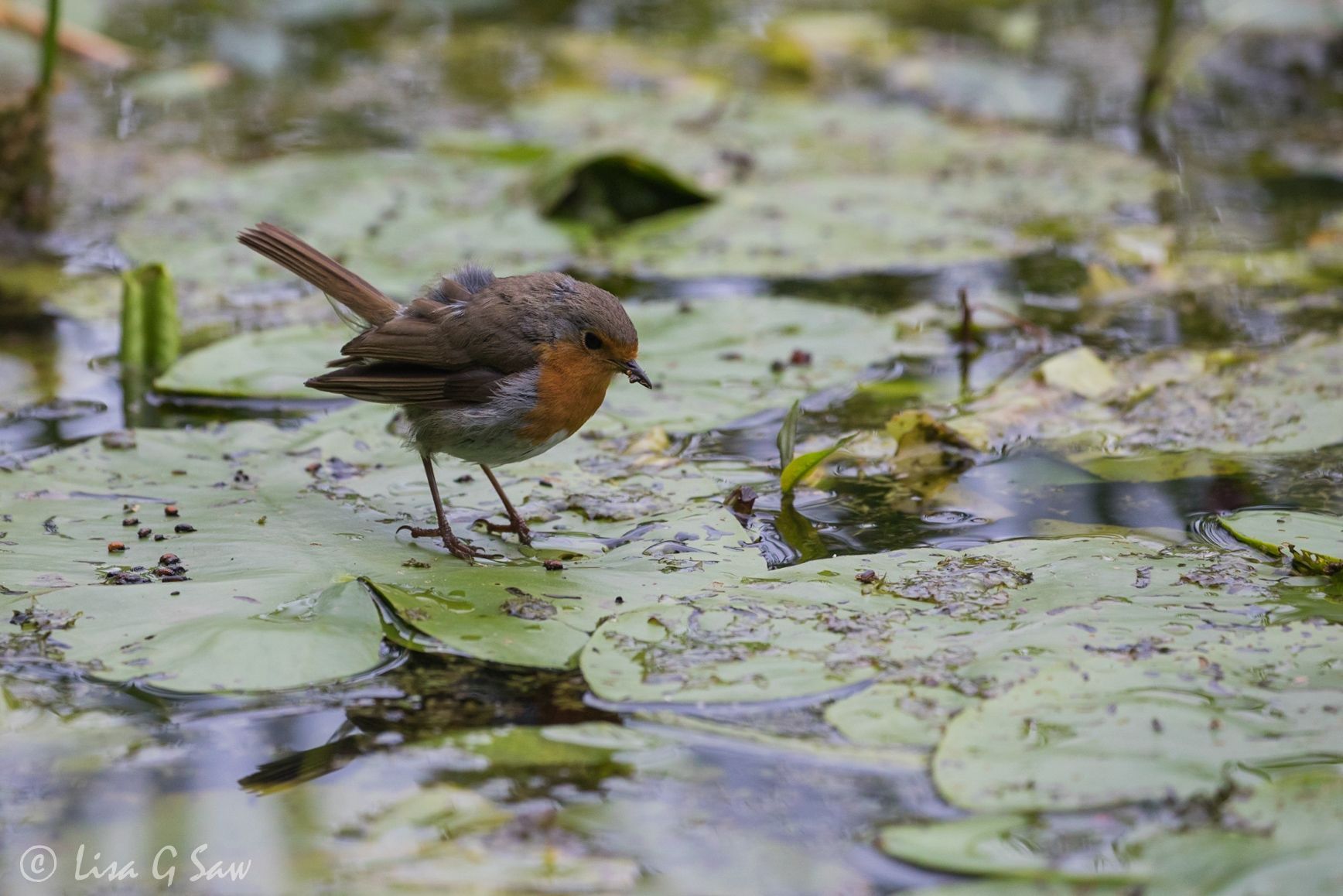 Robin on water lily leaf