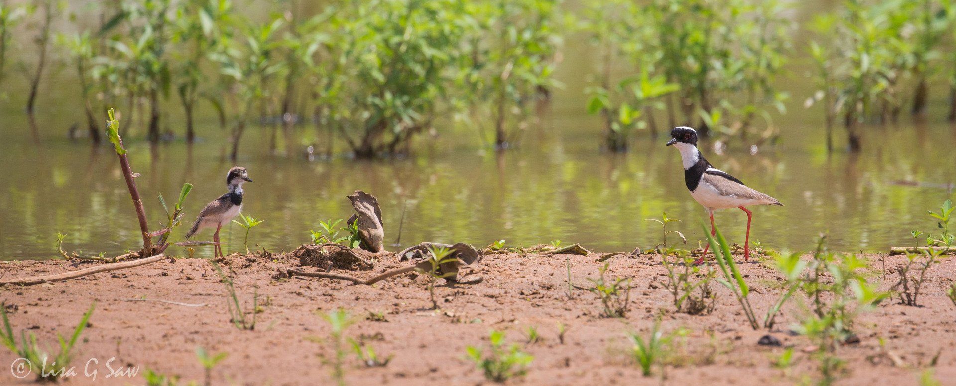 Adult Pied Plover and chick