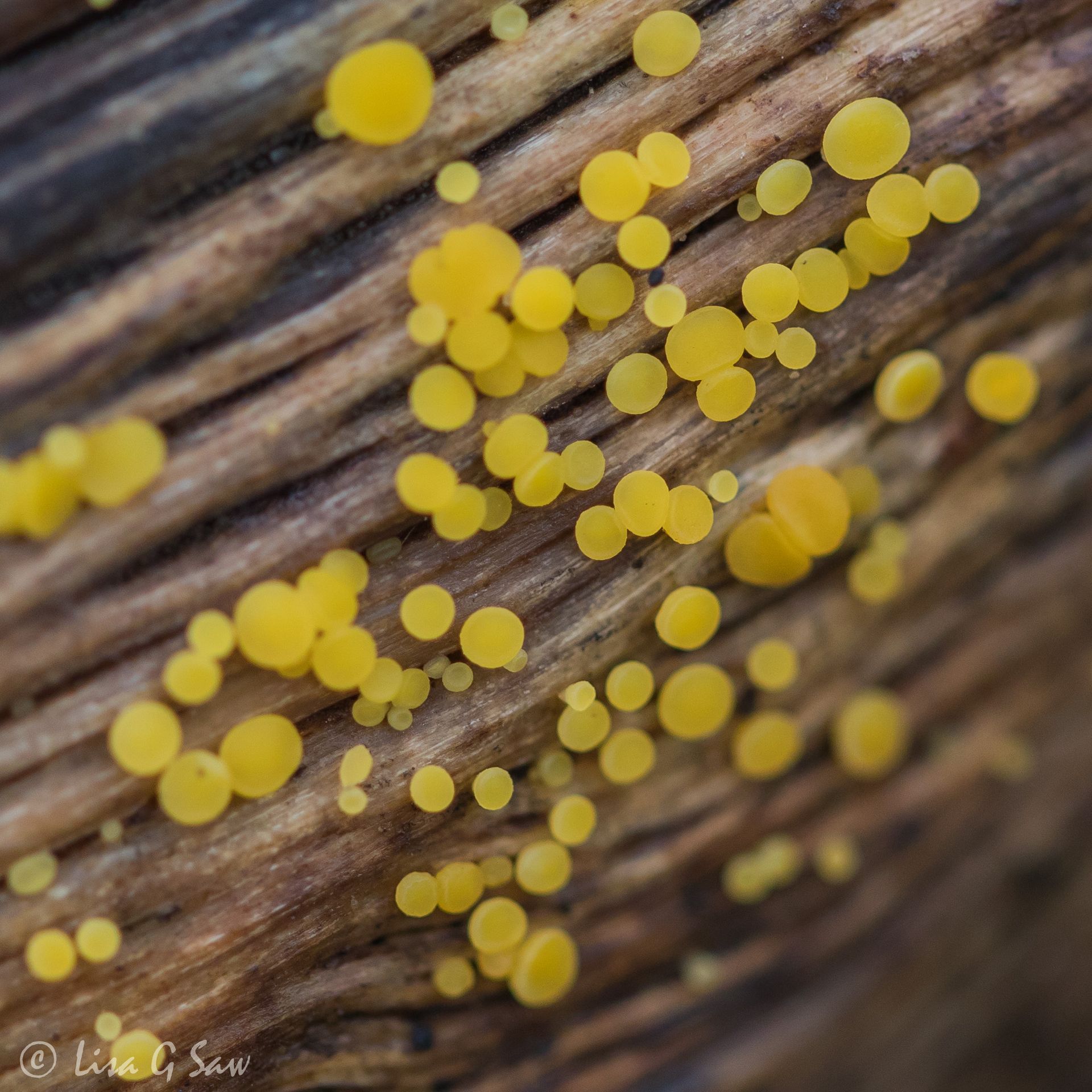Lemon Disco fungus